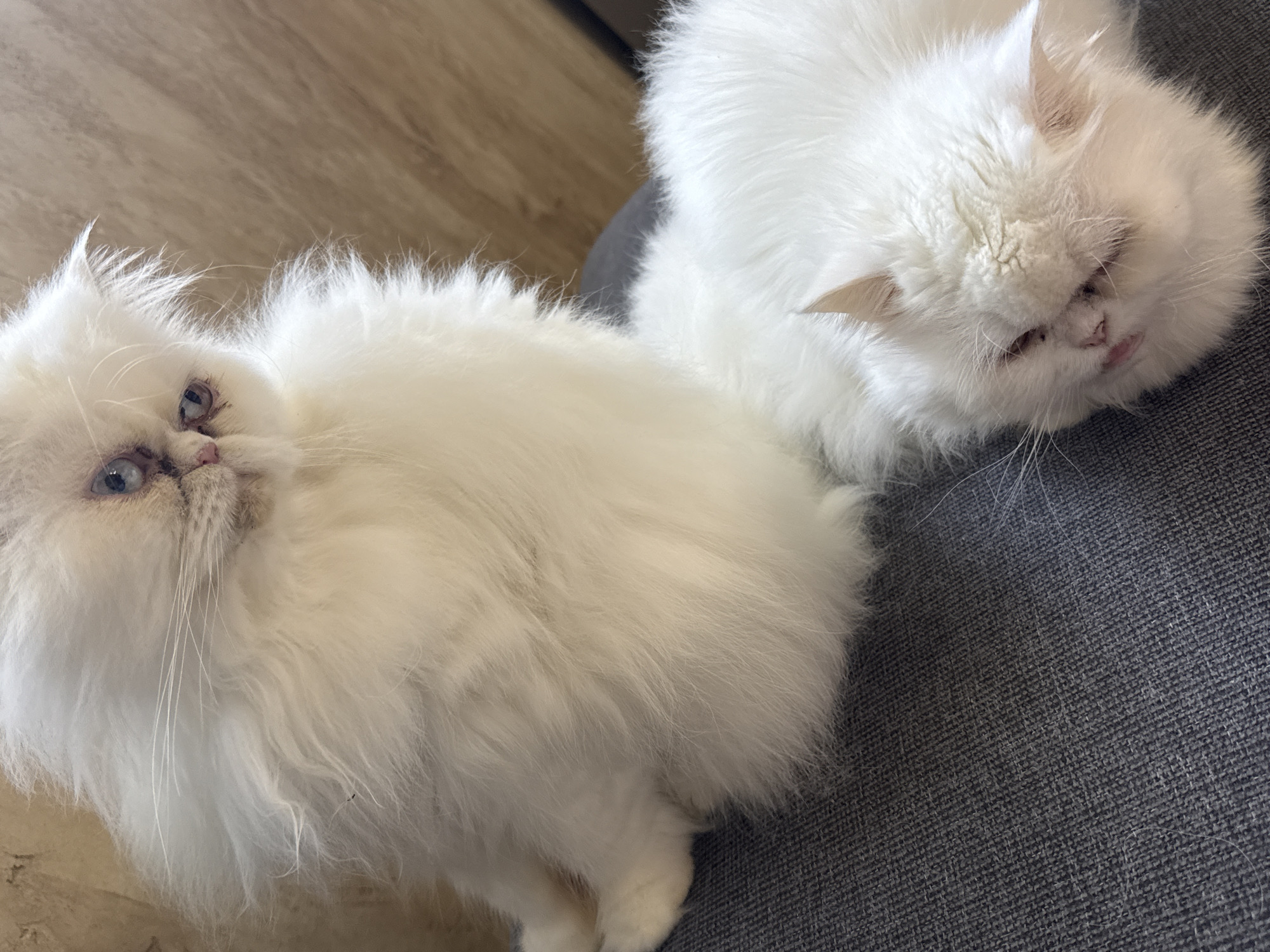Two fluffy white cats, likely Persians, are positioned close together. One cat is lying on a grey textured surface, possibly fabric, with its head slightly tilted to the side. The other cat sits beside it on a tan surface, looking towards the camera. The background is blurred and indistinct. There's no evidence to suggest a location in Burgas, Bulgaria. The focus of the image is solely on the cats.