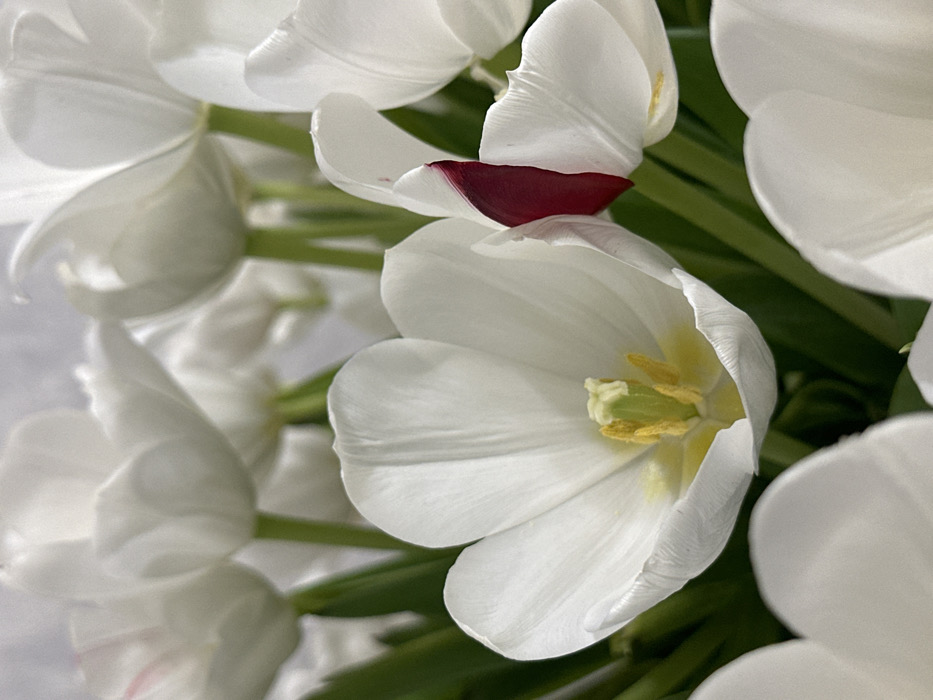 The image displays a close-up, high-angle view of a cluster of white tulips, forming a dense arrangement. The central focus is an individual white tulip with partially unfurled petals, revealing a prominent yellow pistil and yellow-tipped stamens within its core. Surrounding this bloom are multiple other white tulips, some with closed or partially closed petals, exhibiting soft textures and natural creases. A distinct dark red or burgundy marking is visible on the inner surface of one petal of a tulip located towards the mid-right side of the frame. Green stems and foliage are visible amongst the white petals, particularly in the background and lower portions of the composition. The background is softly blurred, indicating a shallow depth of field, with additional white tulip blooms and green elements discernible. No individuals, man-made objects beyond the flowers, or specific identifiable environmental features are present. The scene is located in the city of Nekrasovskiy, Russia.