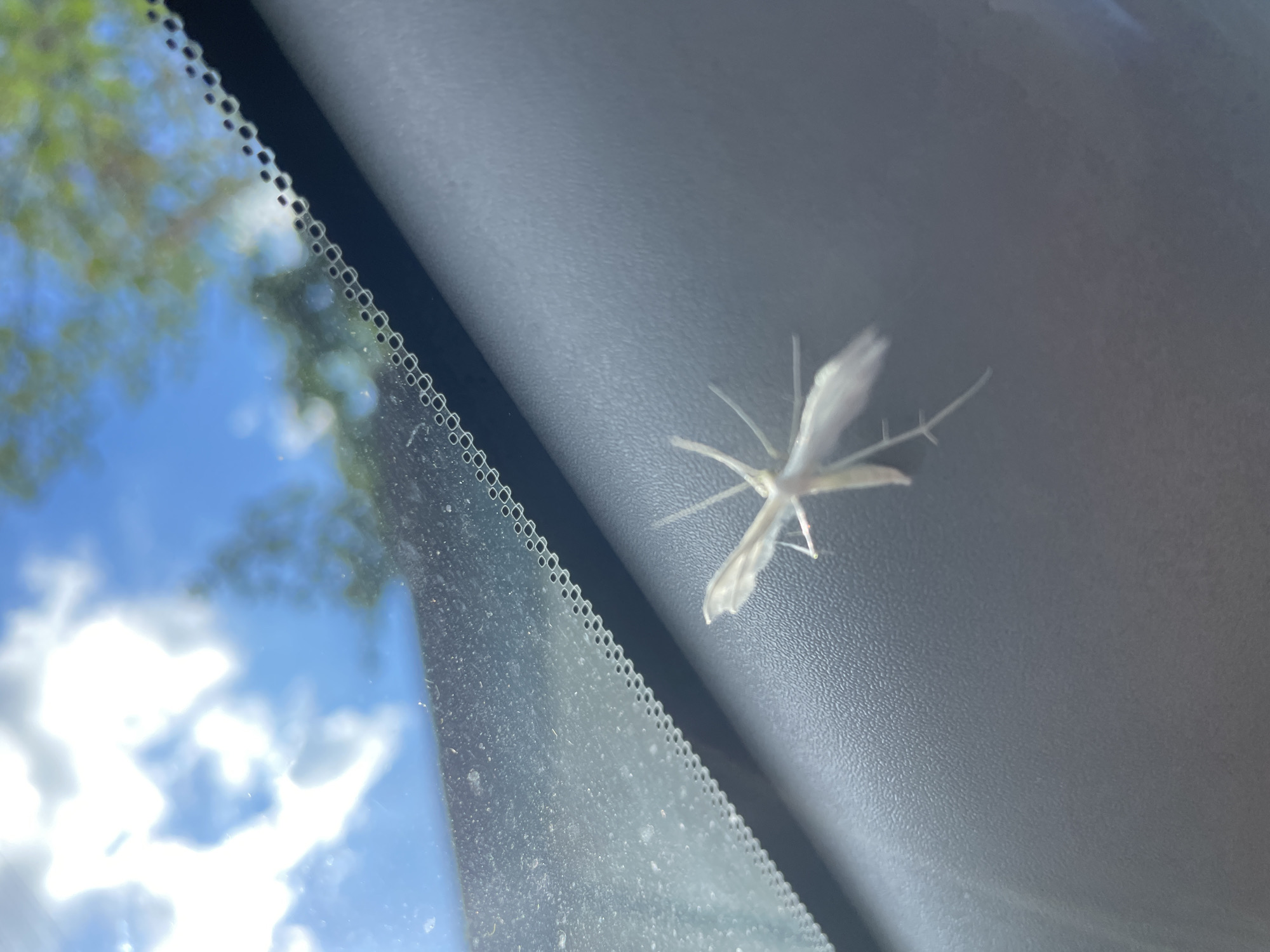 The image shows a white plume moth perched on a dark gray surface, likely the dashboard of a car. The moth has delicate, feathery wings and long, thin legs. In the background, a blurred view of a blue sky with white clouds and green trees is visible through what appears to be a car windshield. The perspective suggests the photo was taken from inside a vehicle, looking outwards and downwards. The location in Baranovka, Russia is not visually represented in the image.