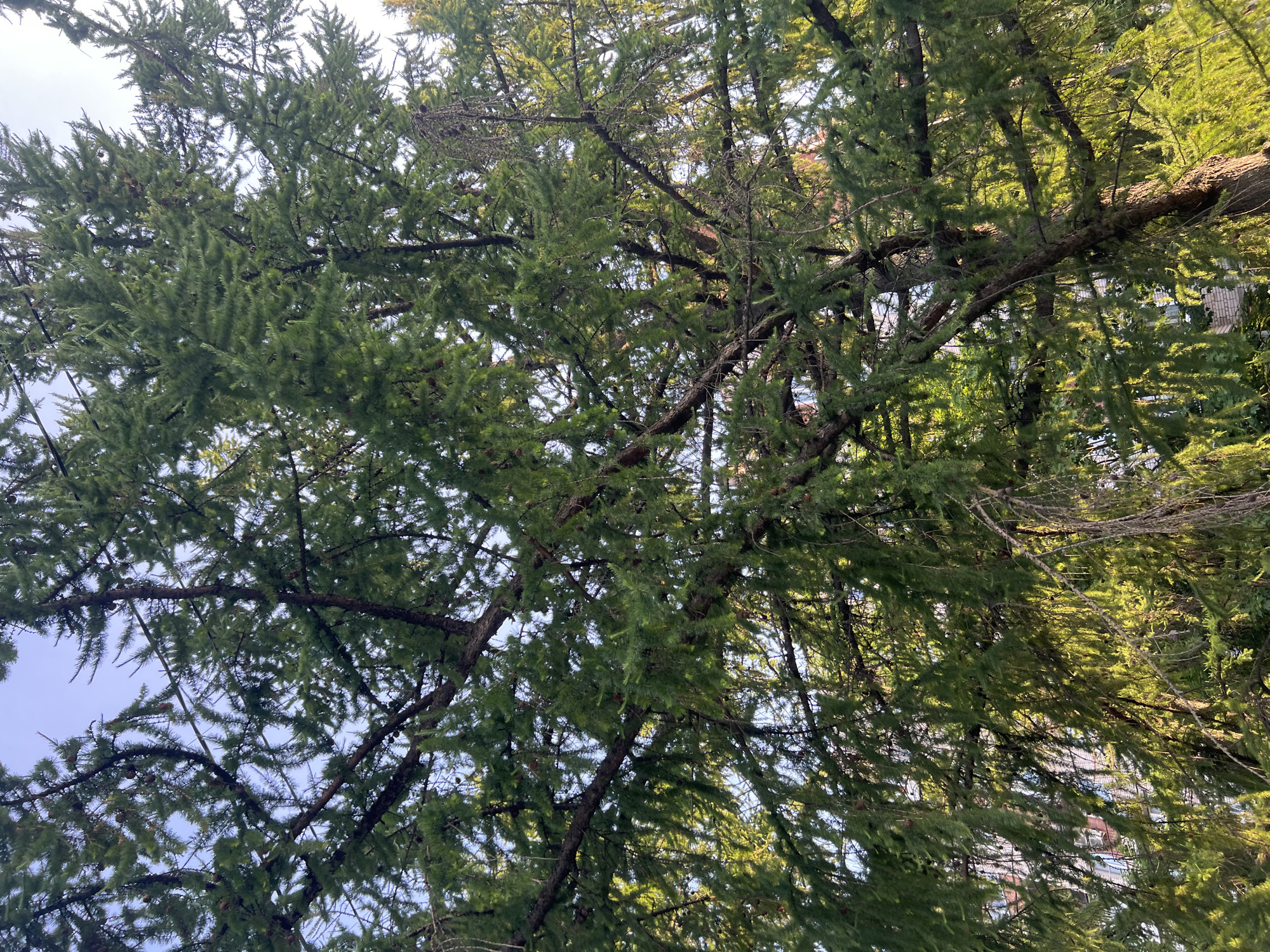 An upward shot captures the dense branches and needles of a large coniferous tree, likely a larch, in Saint Petersburg, Russia. The sunlight filters through the foliage, casting a warm glow and creating a dappled effect against the clear blue sky. Small pinecones are visible amongst the needles. In the background, out of focus, a multi-story building with light-colored brickwork can be seen, partially obscured by the tree's branches. The overall impression is one of urban greenery in a city setting.