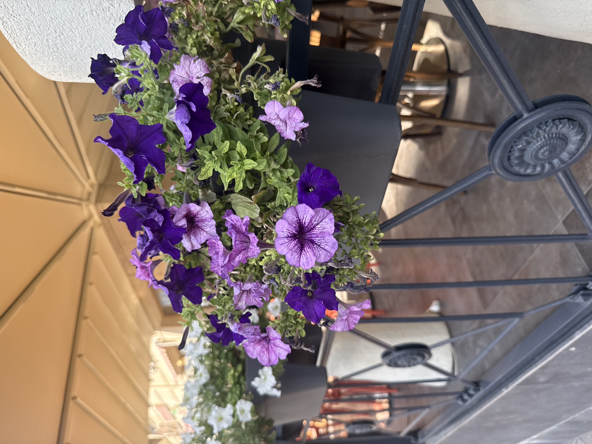 A close-up, eye-level shot captures a planter filled with vibrant purple and pink petunias, cascading over a dark grey railing. The flowers are in various stages of bloom, with some fully open and others still developing. The background reveals a blurred outdoor seating area, with tables and chairs visible under a beige awning. The setting appears to be a cafe or restaurant in Bishkek City, Kyrgyzstan, as indicated by the style of the railing and the general ambiance. The image is well-lit, with natural light illuminating the flowers and casting soft shadows.