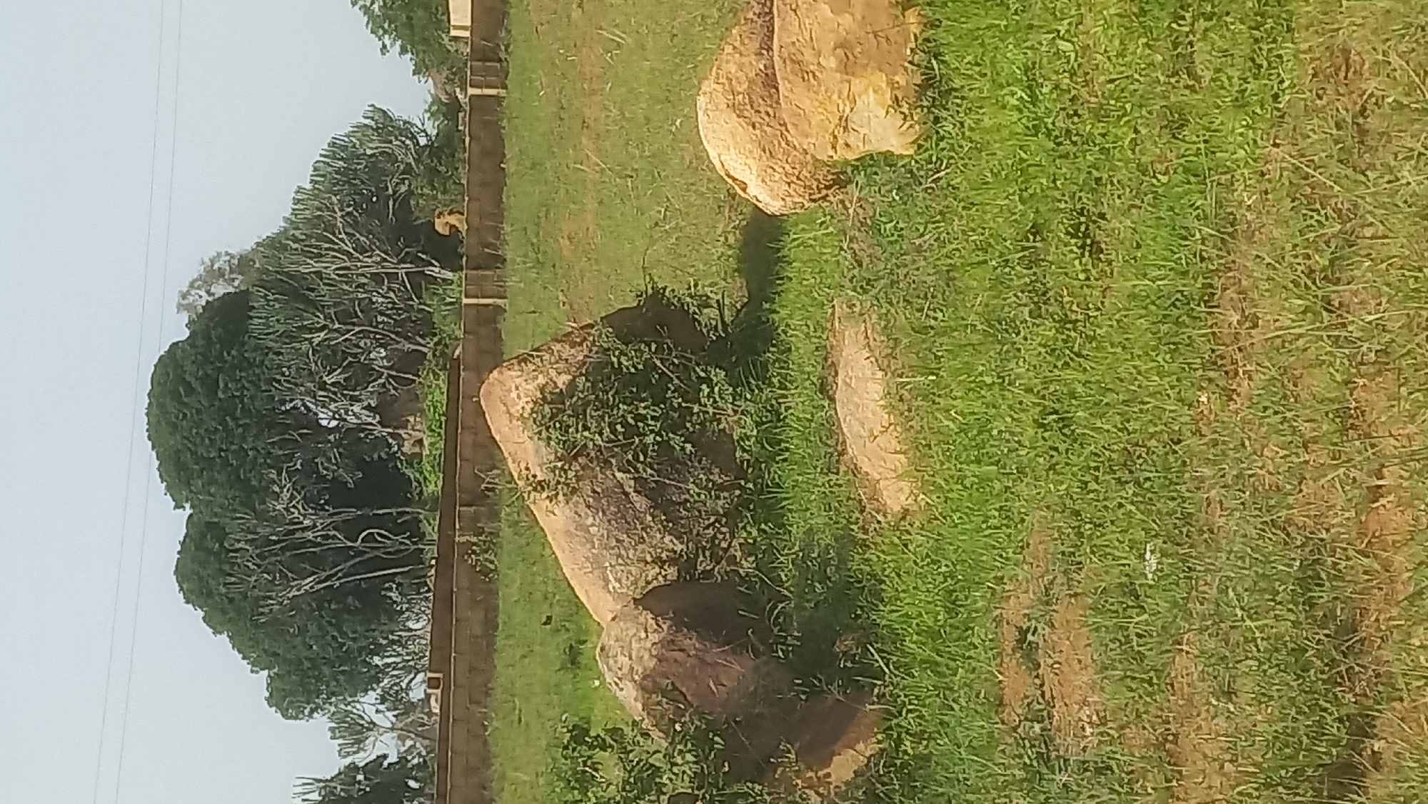 The image shows an outdoor scene with a grassy area in the foreground and a wall with trees and shrubs behind it. There are several large rocks in the grassy area. In the background, behind the wall, is a dense cluster of trees with some of them appearing to be euphorbia or similar succulent-like plants. Two lions are visible in the distance, lying down behind the wall and among the vegetation. The environment suggests a park or zoo setting, possibly within the city of Kwang, Nigeria. The sky is pale and overcast.