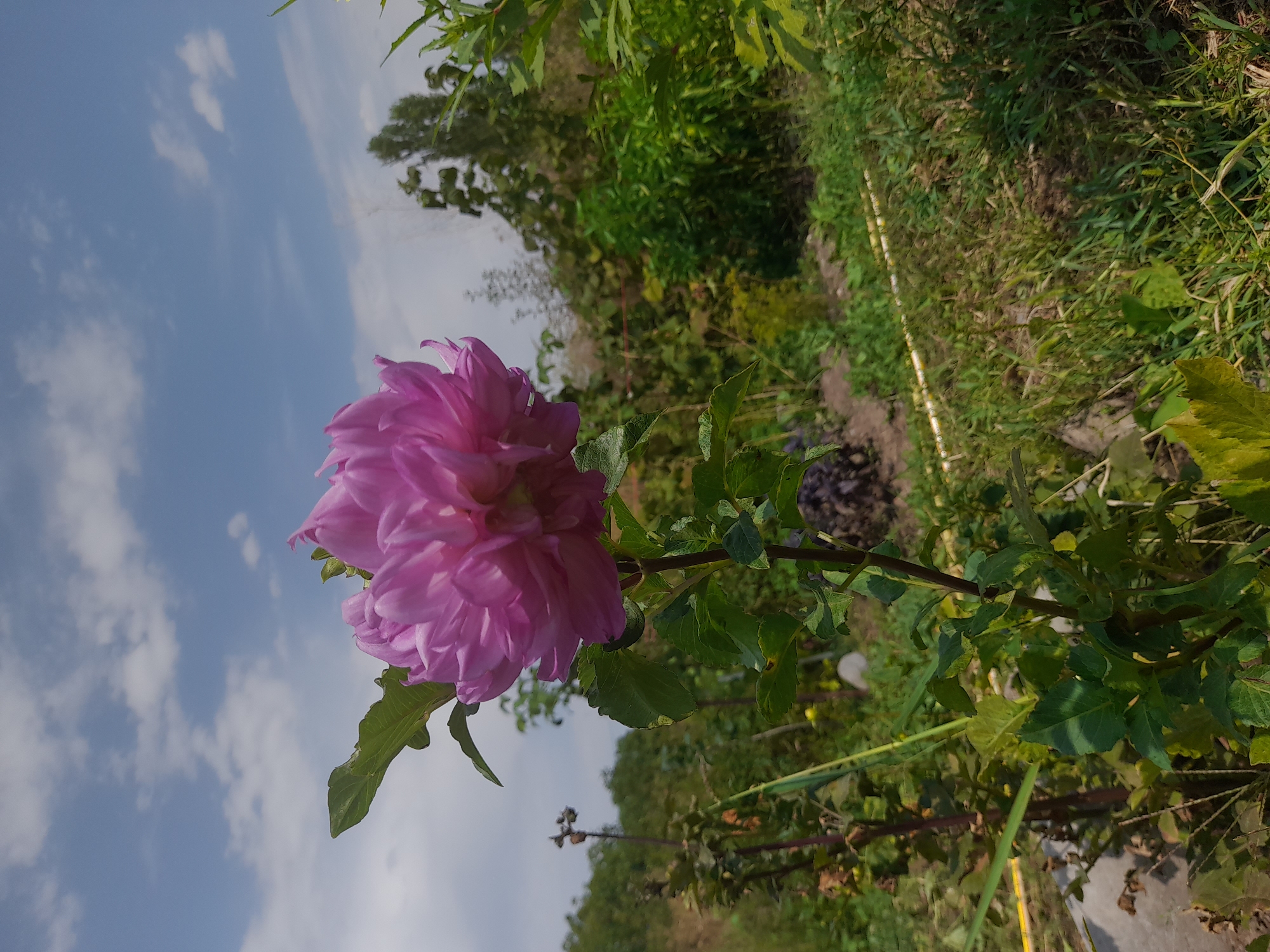 A close-up, eye-level shot captures a large, fluffy, pink dahlia bloom in the foreground, its petals layered and soft. The flower is positioned slightly off-center to the left, with its stem and green leaves extending downwards and to the right. Behind the flower, the background depicts a garden scene under a bright, partly cloudy sky. Lush green foliage, including trees and bushes, fills the midground and background. A blurry, yellow hose can be seen snaking across the grassy ground in the lower right quadrant. The scene suggests an outdoor setting in a garden or yard.