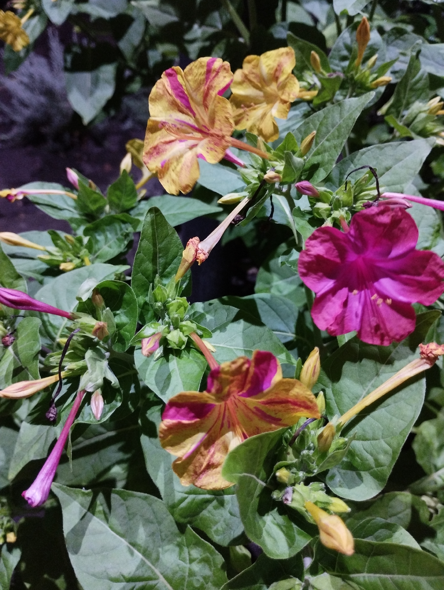 The image depicts a close-up, outdoor view of several four o'clock flowers (Mirabilis jalapa) with blooming and budding flowers, set against a backdrop of green foliage. The flowers exhibit a vibrant mix of colors, primarily yellow with striking magenta or pink stripes, and one fully open bloom is a deep magenta. The plant is characterized by its trumpet-shaped flowers and long, slender sepals. The environment appears to be natural or a garden setting, with the lighting suggesting it might be evening or in a shaded area, typical of when four o'clock flowers open. There are no people or animals visible, and no specific urban landmarks are identifiable to pinpoint a location within Velykodolynske, Ukraine. The focus is solely on the botanical subject matter.