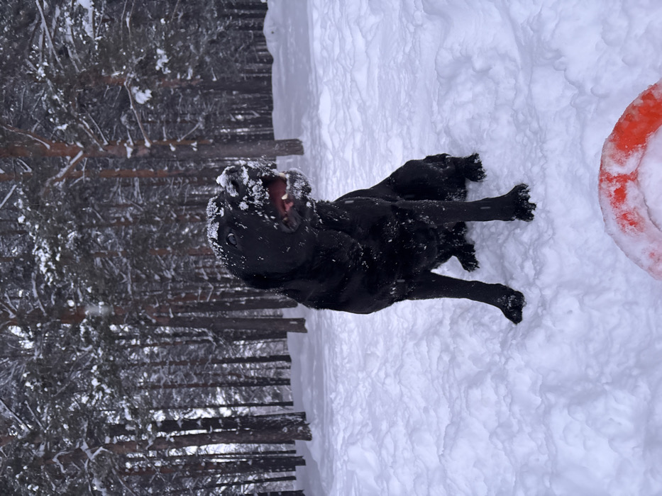 A black canine, consistent with a Labrador Retriever, is seated centrally in a deep snow-covered forest environment. Its head is tilted slightly upwards and to the right, mouth open with tongue partially visible, and its face, muzzle, and back are heavily covered in white snow. Snowflakes are observable in the air. The ground is entirely blanketed in undisturbed white snow. In the bottom right foreground, a red, snow-covered, circular object, consistent with a frisbee or similar toy, is partially visible. The background consists of numerous tall, slender trees, likely conifers, also covered in snow, extending vertically across the frame. The scene is located in Chaikovsky, Russia.