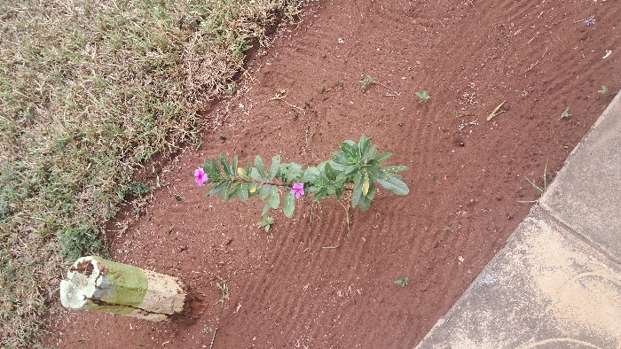 A close-up, high-angle view depicts a small section of ground within the Waa Ngombeni ward, Kenya. The scene is dominated by reddish-brown soil, appearing recently tilled or raked, evidenced by faint parallel linear marks. In the center of the frame, a single plant with vibrant green leaves stands, displaying two distinct pink flowers. Sparse, small green weeds are scattered throughout the soil. In the upper left, a weathered, truncated wooden post or stake, partially painted green and tan/white, is embedded in the soil. To the upper right, a patch of dry, light green and brown grass is visible. A concrete sidewalk or pathway, discolored and textured, runs diagonally across the bottom of the frame, separating the soil from an unseen area. No people or animals are present.