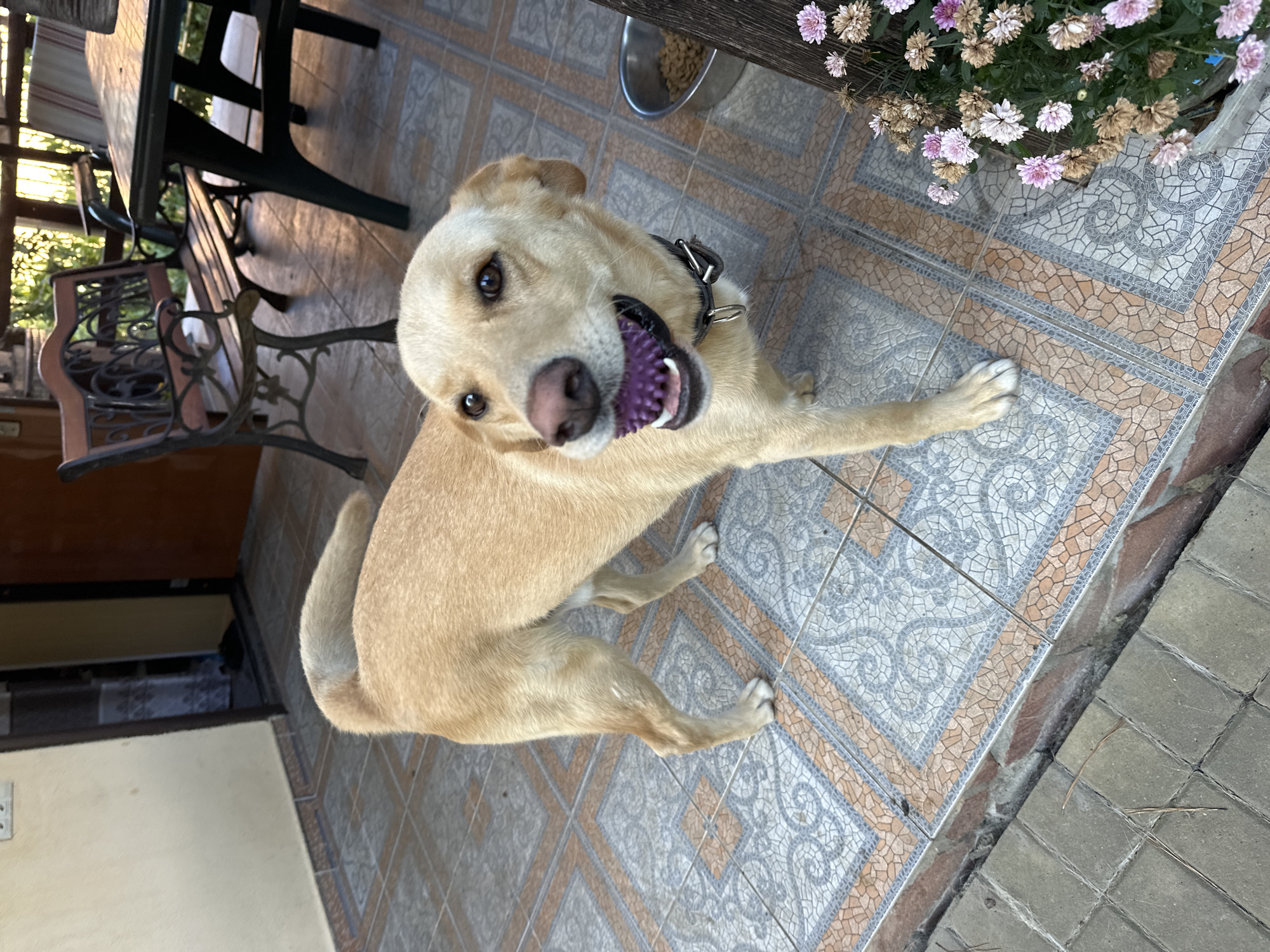 A medium-sized, light-colored dog with a purple ball in its mouth stands on a tiled patio. The dog is facing the camera with its head tilted slightly. In the background, there is an outdoor dining area with a table and chairs, and foliage. The scene appears to be outdoors in a residential area. The location is specified as Sochi, Russia.