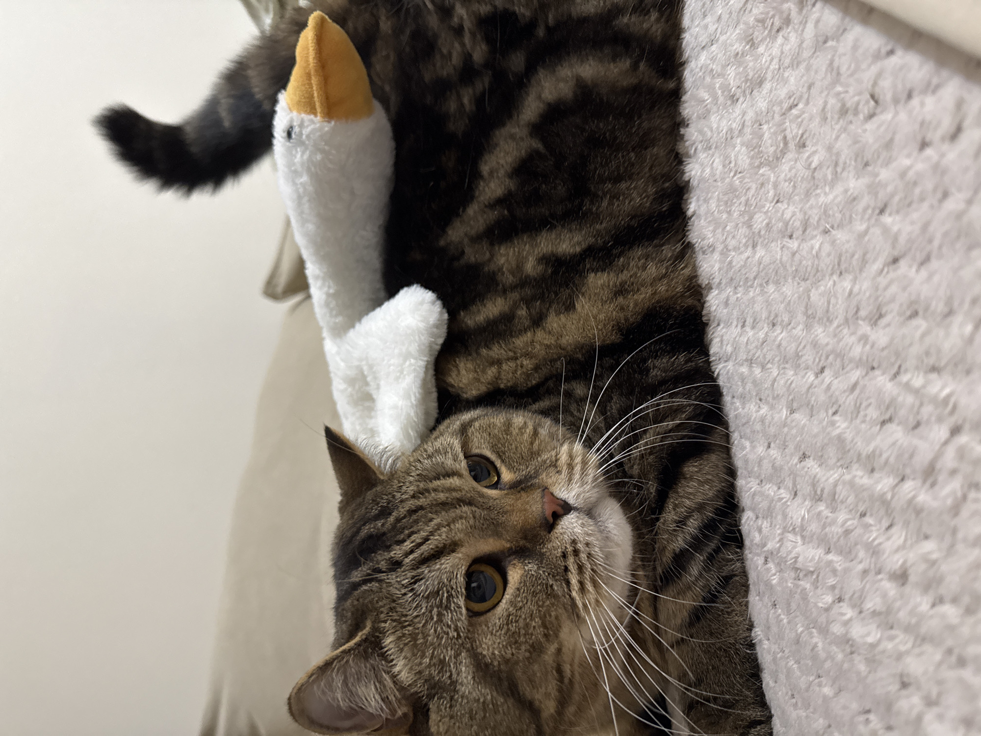 A close-up, slightly tilted shot captures a tabby cat nestled amongst soft, textured surfaces, possibly a blanket or pillow. The cat's fur displays a classic brown and black tabby pattern. Its large, round eyes, a striking amber hue, are wide open, giving it an alert and curious expression. Long, white whiskers fan out from its nose and cheeks, adding to its distinctive facial features.
Tucked partially beneath the cat's chin is a small, plush toy resembling a white goose with a bright yellow beak. The toy is positioned so that only its head and part of its body are visible. The background consists of a light, neutral-colored surface, suggesting an indoor setting. The lighting appears soft and diffused, typical of ambient indoor light. The overall mood of the image is one of comfort and playfulness, as the cat appears relaxed and engaged with the toy. No text is visible in the image.