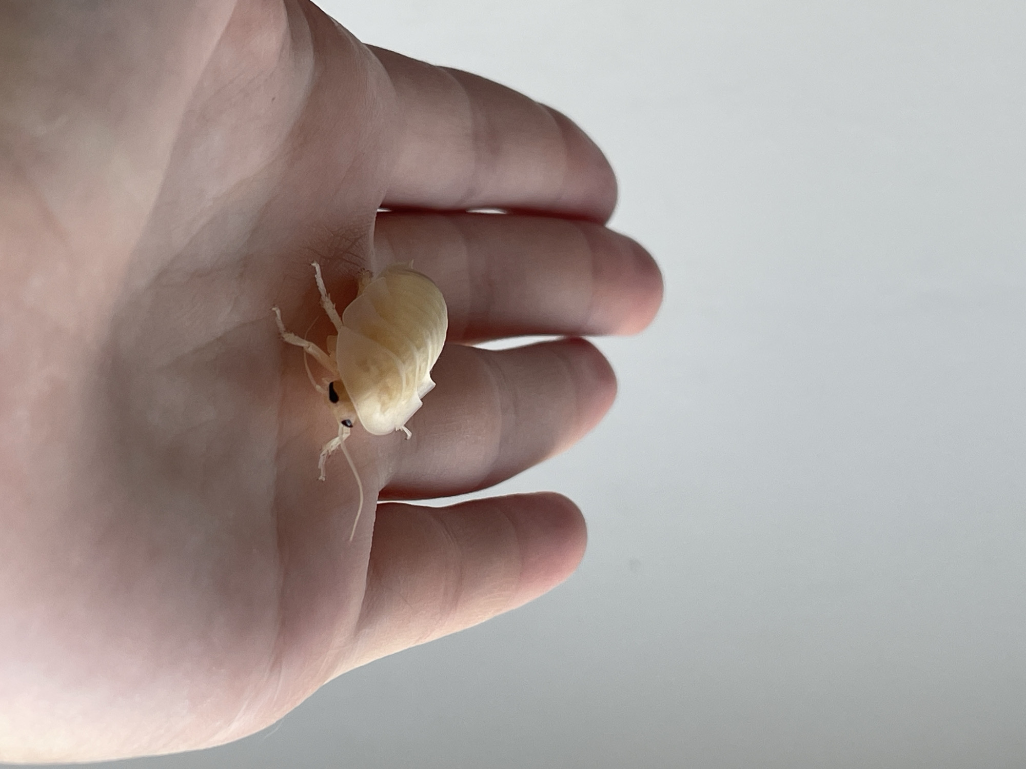 A pale, translucent insect with black eyes and antennae rests on the palm of a person's hand. The insect's body is segmented and bulbous, with six spindly legs visible. The hand is open, with the fingers slightly curled, and is positioned against a plain, light grey background. The image appears to be a close-up, focusing on the insect and the hand. There is no indication of the city of Hrodna, Belarus, or any urban environment.