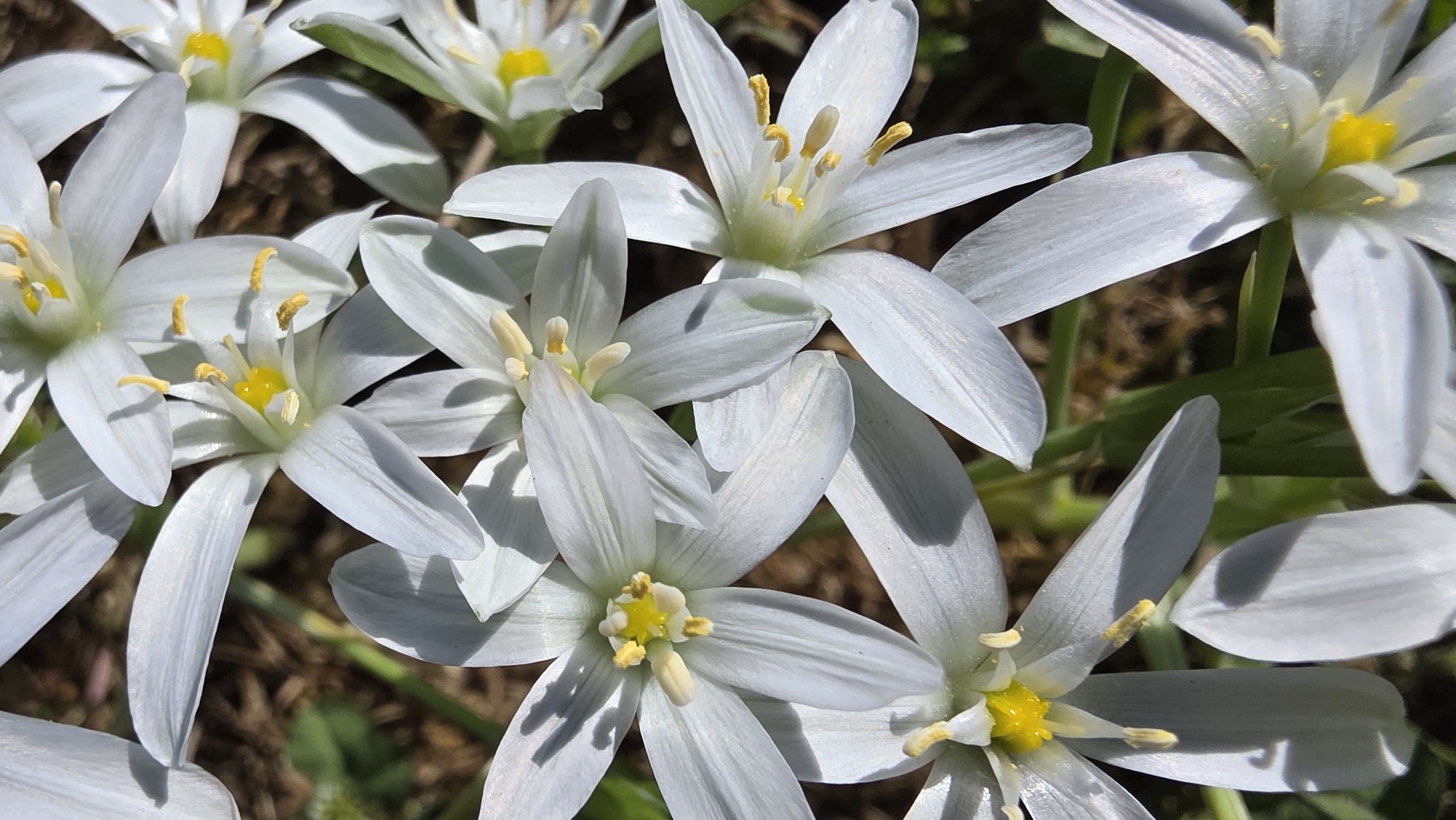A close-up, daylight shot shows a cluster of Star-of-Bethlehem flowers (Ornithogalum umbellatum) in full bloom. Each flower features six white petals and a yellow center with prominent stamens. The background appears to be dry soil and some green vegetation. The precise location within the city of Blagoevgrad, Bulgaria, is not discernible from the image alone.