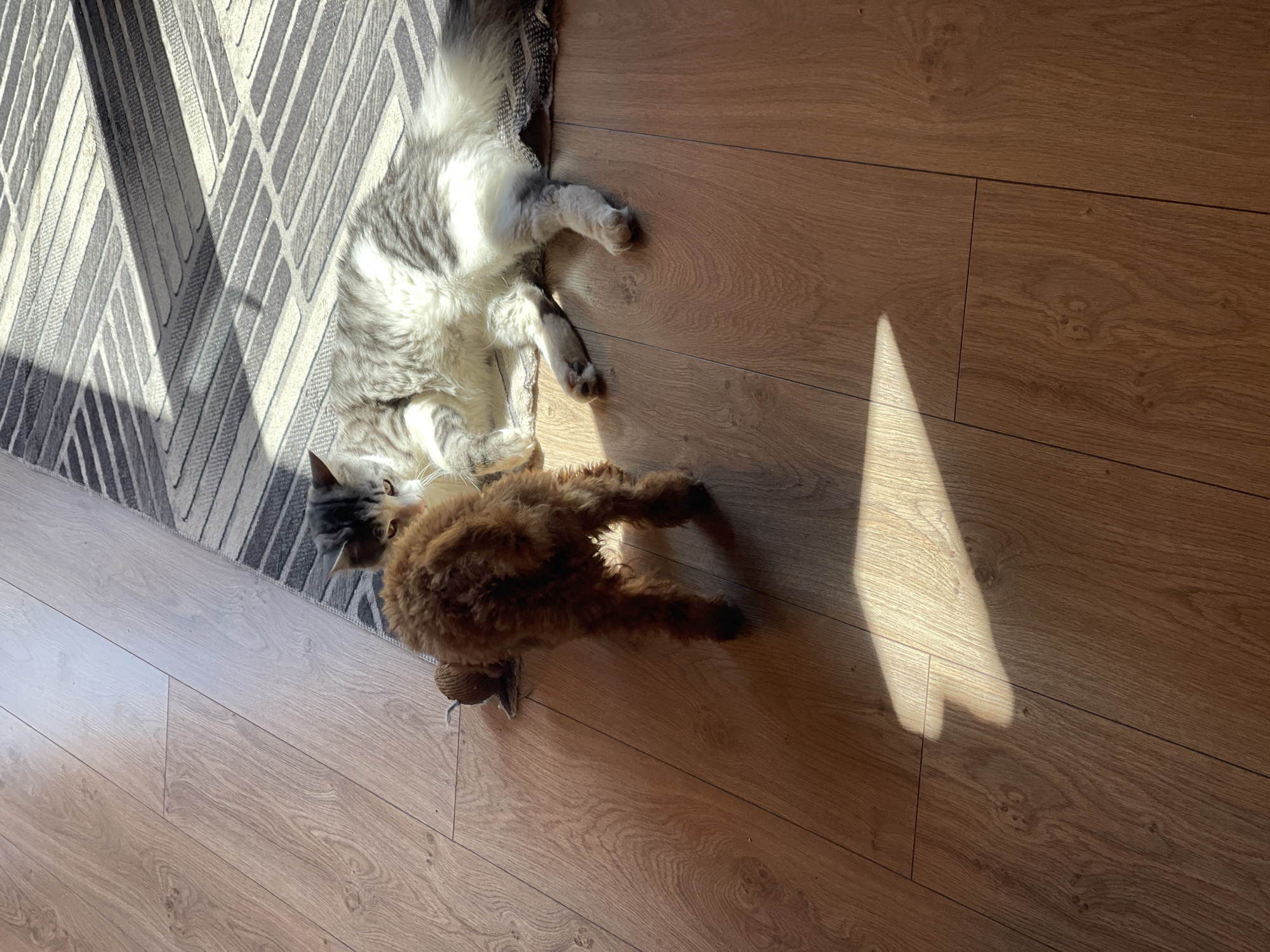 A high-angle shot shows a grey and white cat lying on its back on a floor made of planks, with a brown, fluffy toy next to it. Part of a grey and white patterned rug is visible on the left side of the frame. A triangular patch of sunlight shines on the wooden floor. The location appears to be indoors, likely a home. The city and country (Sofia, Bulgaria) are stated for context, although they are not visually evident in the image.