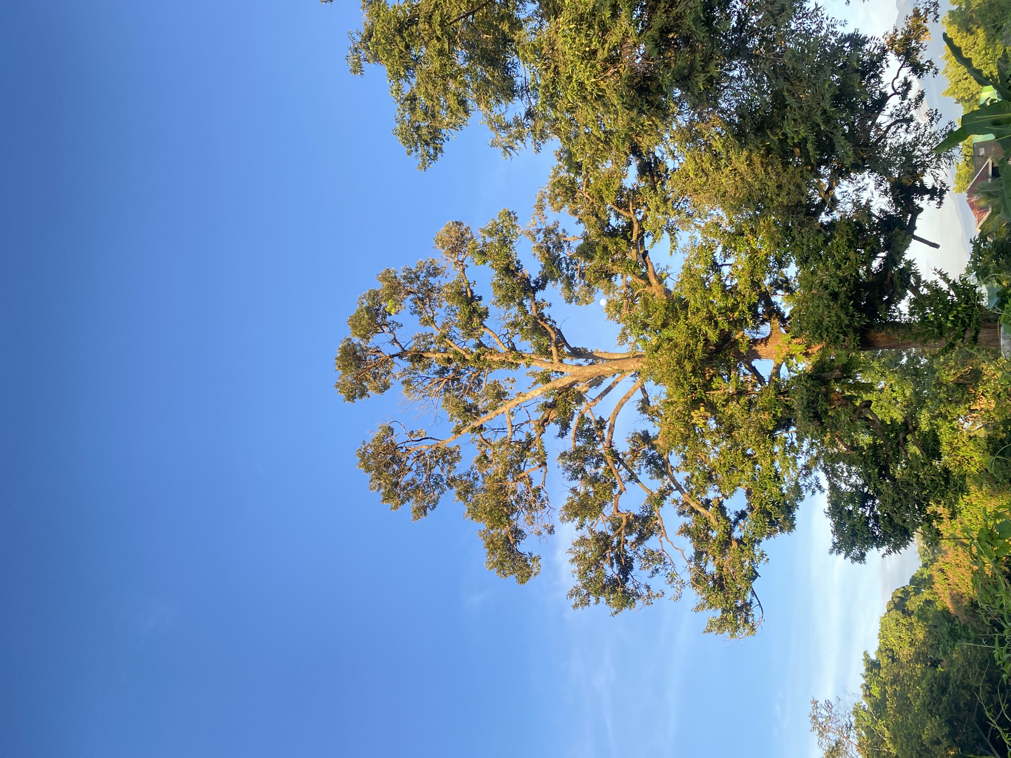 An outdoor, low-angle shot captures a majestic, mature tree with a thick trunk and sprawling branches filled with lush green leaves against a clear, bright blue sky. The sunlight illuminates the tree, casting a warm glow on its foliage. In the background, a dense canopy of other trees creates a layered effect, with hints of distant mountains or hills visible beneath them. A few scattered, wispy clouds drift across the sky. In the lower right portion of the image, the roof of a building and broad, green leaves of what appear to be banana plants are visible, suggesting a rural or suburban setting within Davao City, Philippines. The scene is tranquil and natural, evoking a sense of peace and the beauty of the outdoors.