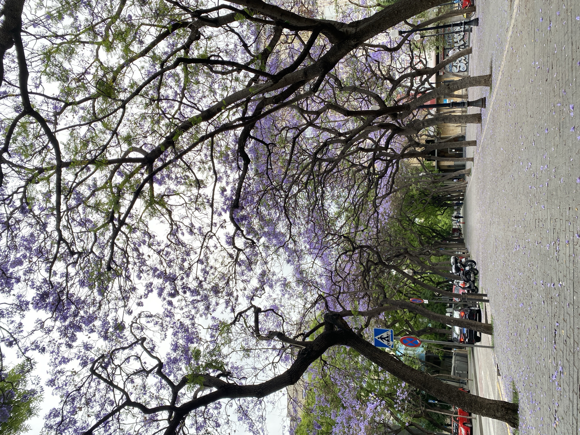 The image shows a street in Barcelona, Spain, lined with Jacaranda trees in full bloom. The trees' branches form a canopy over the street, with purple flowers visible. The sidewalk and street are covered with fallen purple petals. Cars, scooters, and street signs are visible, indicating this is a public road. The buildings are of typical European architecture. No people are clearly visible.