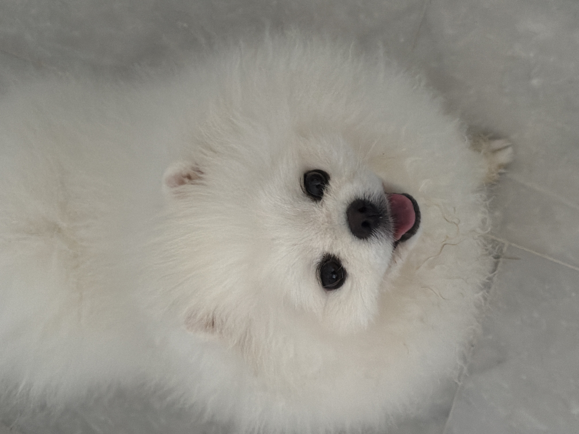 An overhead shot captures a fluffy white Pomeranian dog from the chest up, looking directly at the camera. Its fur is a pristine white, creating a halo effect around its face. The dog's eyes are dark and round, with a playful sparkle. Its pink tongue is slightly out, peeking from its mouth. The dog is positioned on a light gray, textured surface, possibly a floor. The background is out of focus, but appears to be a similar light gray, suggesting an indoor setting. The lighting is even and natural, highlighting the dog's soft fur and happy expression. There is no indication of any specific location in Marmaris, Turkey, or any interaction with people.