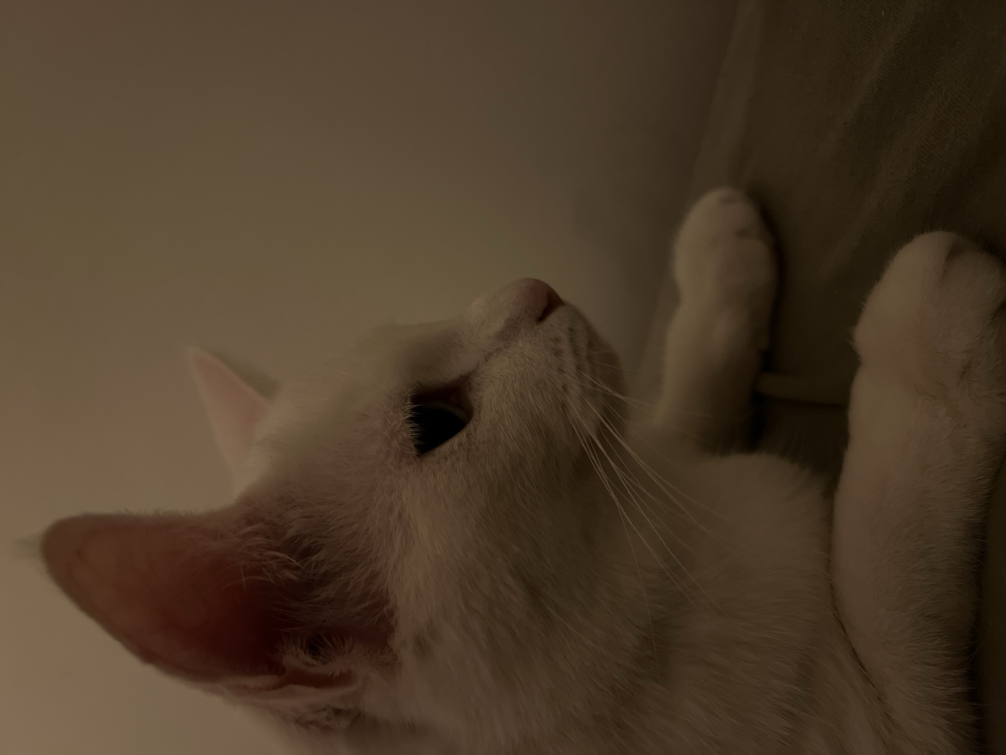 A close-up, side-profile, medium shot captures a fluffy white cat resting on a surface. The cat's head is turned to the right, with its left ear prominently visible and its right ear slightly out of frame. Its eye is open and dark, and its pink nose is slightly upturned. Long white whiskers extend from its muzzle. The cat's paws are visible, resting on a textured, dark surface, which appears to be a couch or cushion. The background is a plain, light-colored wall, and the lighting is dim, creating a warm, intimate atmosphere. The image does not provide any specific clues about its location in Oranienburg, Germany.
