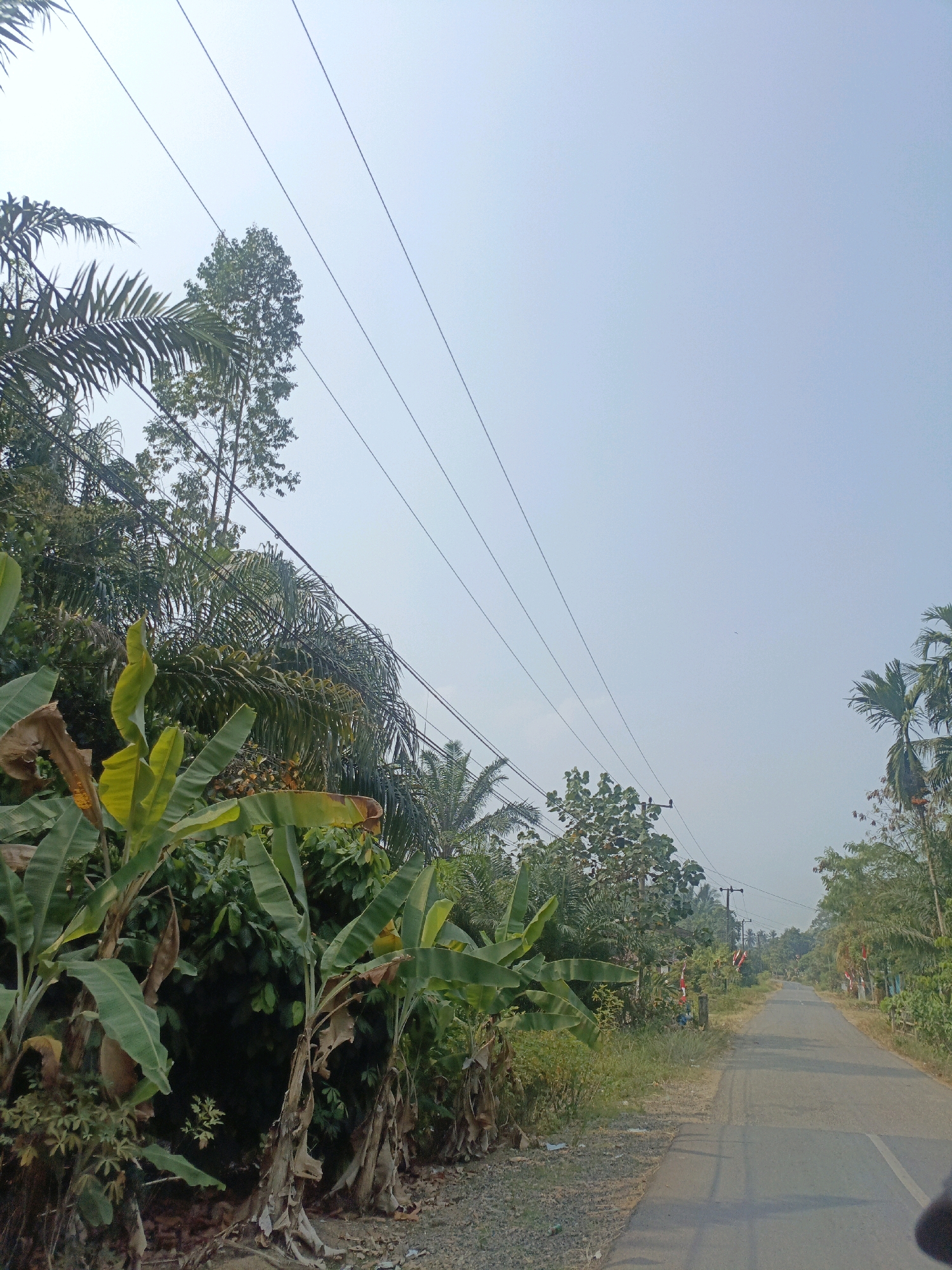 The image depicts a rural road in Megang Sakti V, Indonesia, on a bright, clear day. Lush vegetation, including banana trees and palm trees, lines the left side of the asphalt road. Power lines stretch across the bright, hazy sky, supported by utility poles visible along the roadside. The road appears to be a two-lane path, with some sparse grass and foliage growing on the shoulders. There are small flags or decorations visible on poles along the right side of the road, suggesting a local event or celebration. The scene is peaceful and natural, with no people or vehicles present.