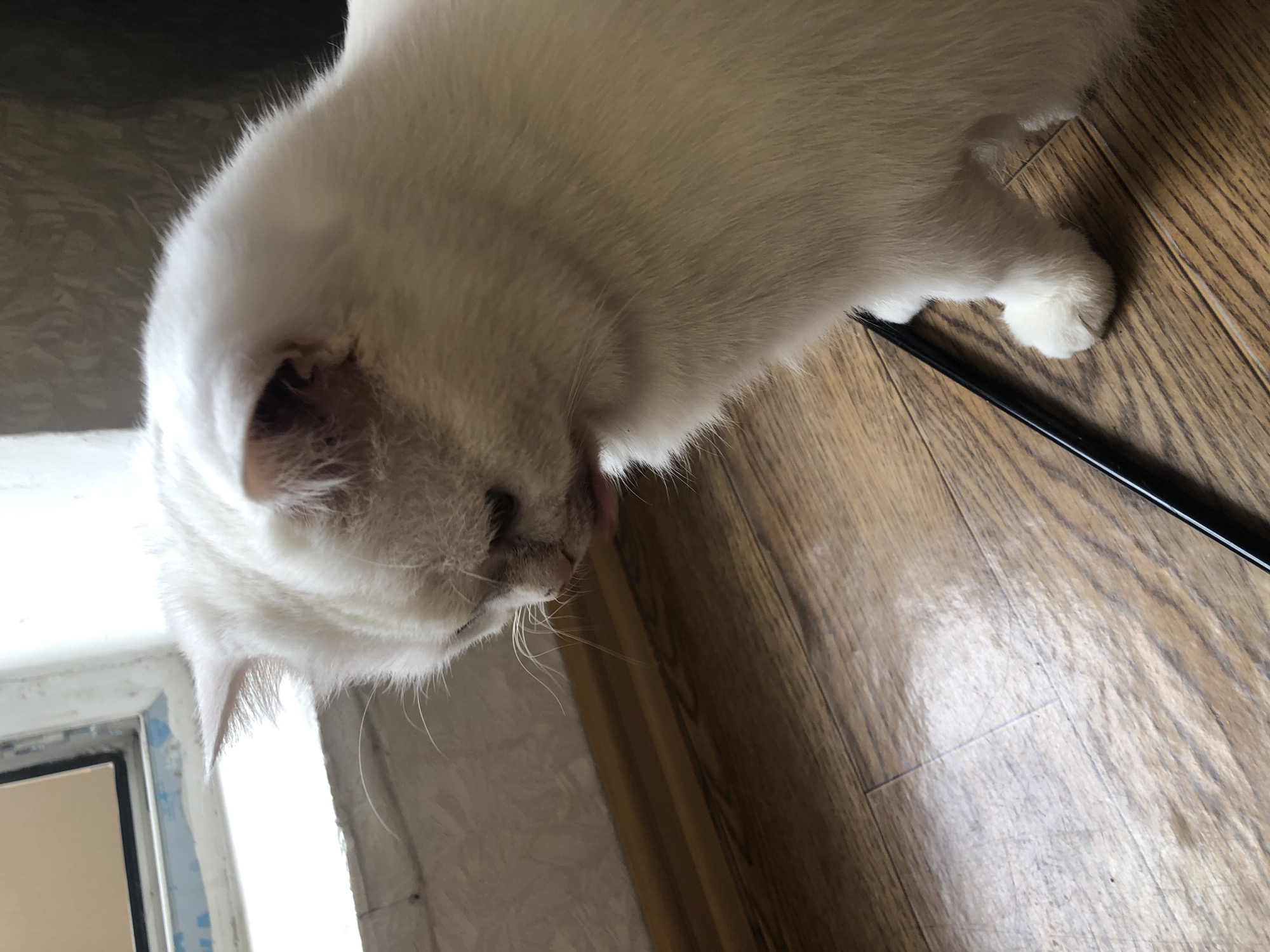 An all-white cat with light pink ears and nose is licking its paw. The cat is positioned on a wooden floor and is looking down. To the left of the cat, there is a window with white trim and a blue accent. A thin black object is lying on the floor to the right of the cat. The background is a wall with a patterned wallpaper.