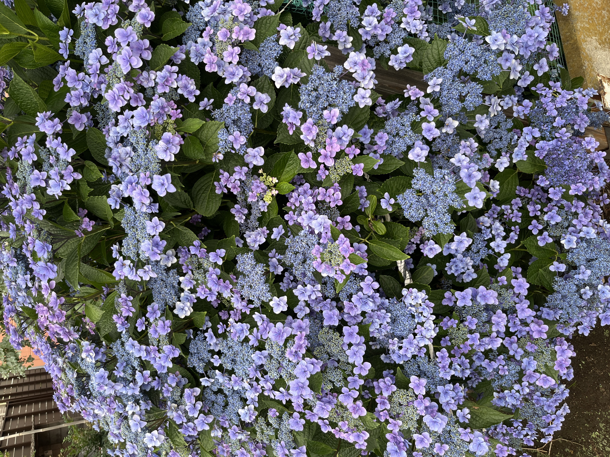 This is a close-up, eye-level, outdoor, full-frame photograph of a dense flowering bush of hydrangeas. The flowers are a mix of light purple and blue hues, with some appearing almost white. The blossoms are clustered together, creating a textured and voluminous appearance. Green leaves are interspersed throughout the floral display, providing a backdrop and contrast to the flowers. In the background, a portion of a wooden fence and some greenery are visible, suggesting an outdoor setting, possibly a garden. The scene is well-lit, with natural light illuminating the flowers. No people or animals are present in the image. The overall impression is one of abundant and vibrant floral beauty. This photograph was taken in the city of Sayama, Japan.
