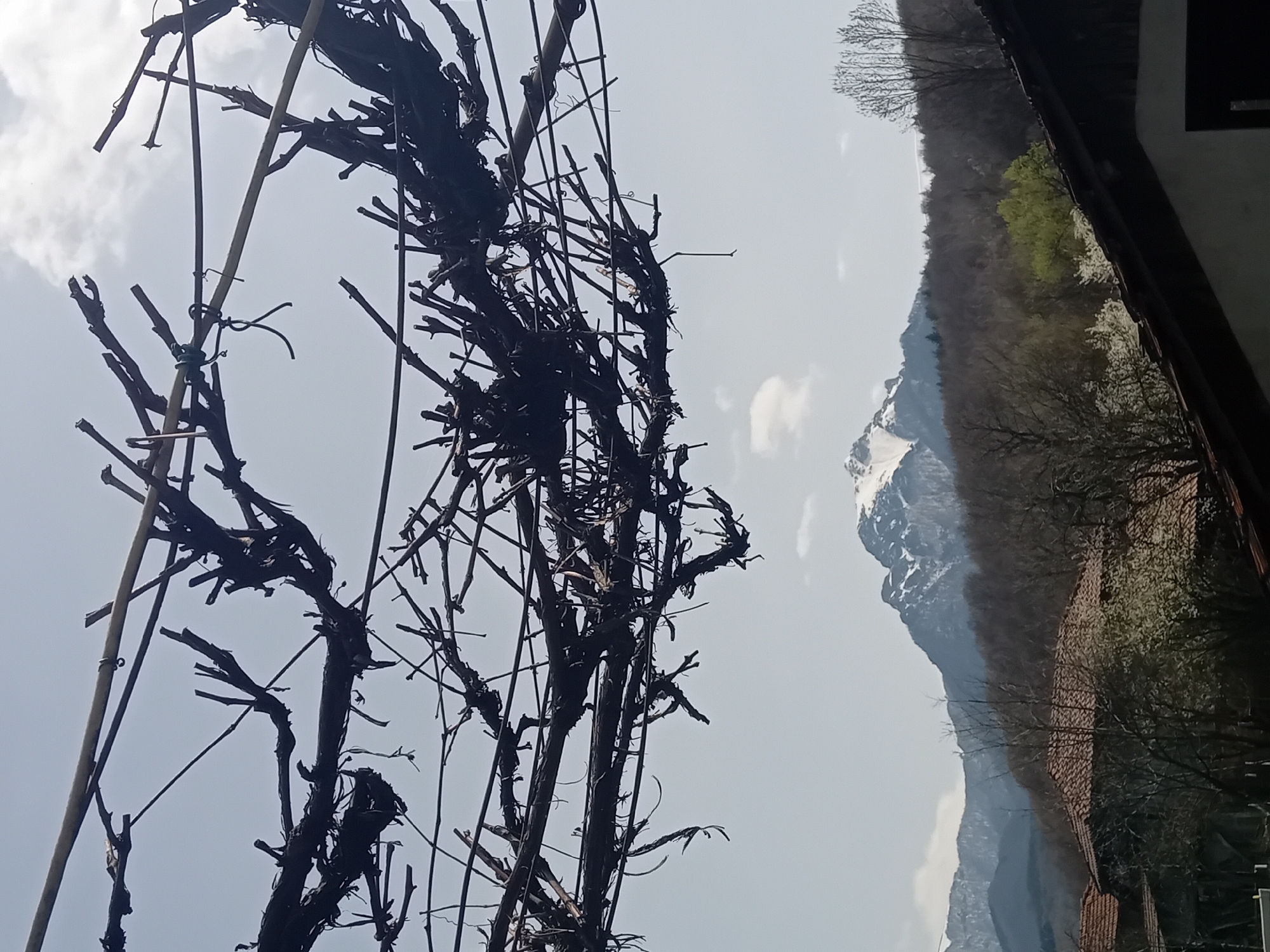 A low-angle outdoor shot, rotated 90 degrees, shows a densely tangled trellis of dark vines against a pale sky. The trellis is constructed from thin poles and tied branches, creating a complex, interwoven network. Beyond the trellis, the background reveals a landscape featuring a snow-capped mountain peak and a forested hillside. A building with a tiled roof is partially visible to the right of the mountain. The setting appears to be a rural or mountainous region.