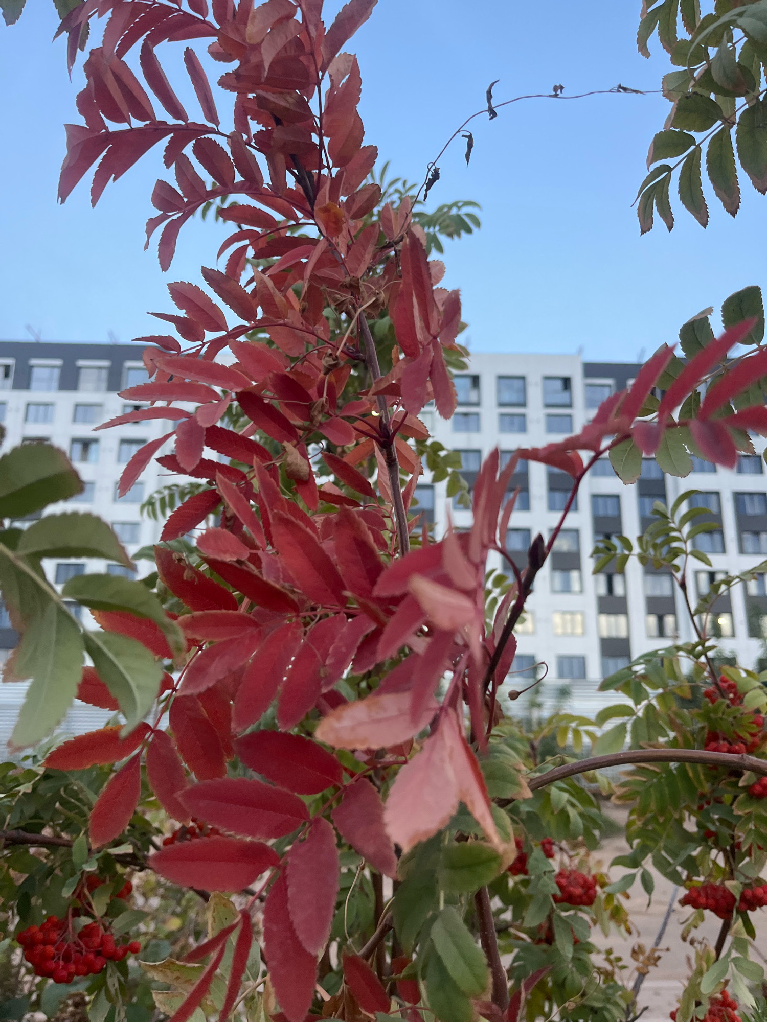 A low-angle, close-up shot captures a cluster of bright red leaves on a tree branch, set against a bright blue sky and a modern, multi-story building in the background. The leaves, some with streaks of green, are sharply in focus in the foreground, obscuring parts of the building and sky. The building, with its uniform rows of windows, suggests an urban residential or office complex, typical of the city of Astana, Kazakhstan. The overall impression is one of nature's autumn colors juxtaposed with contemporary architecture.