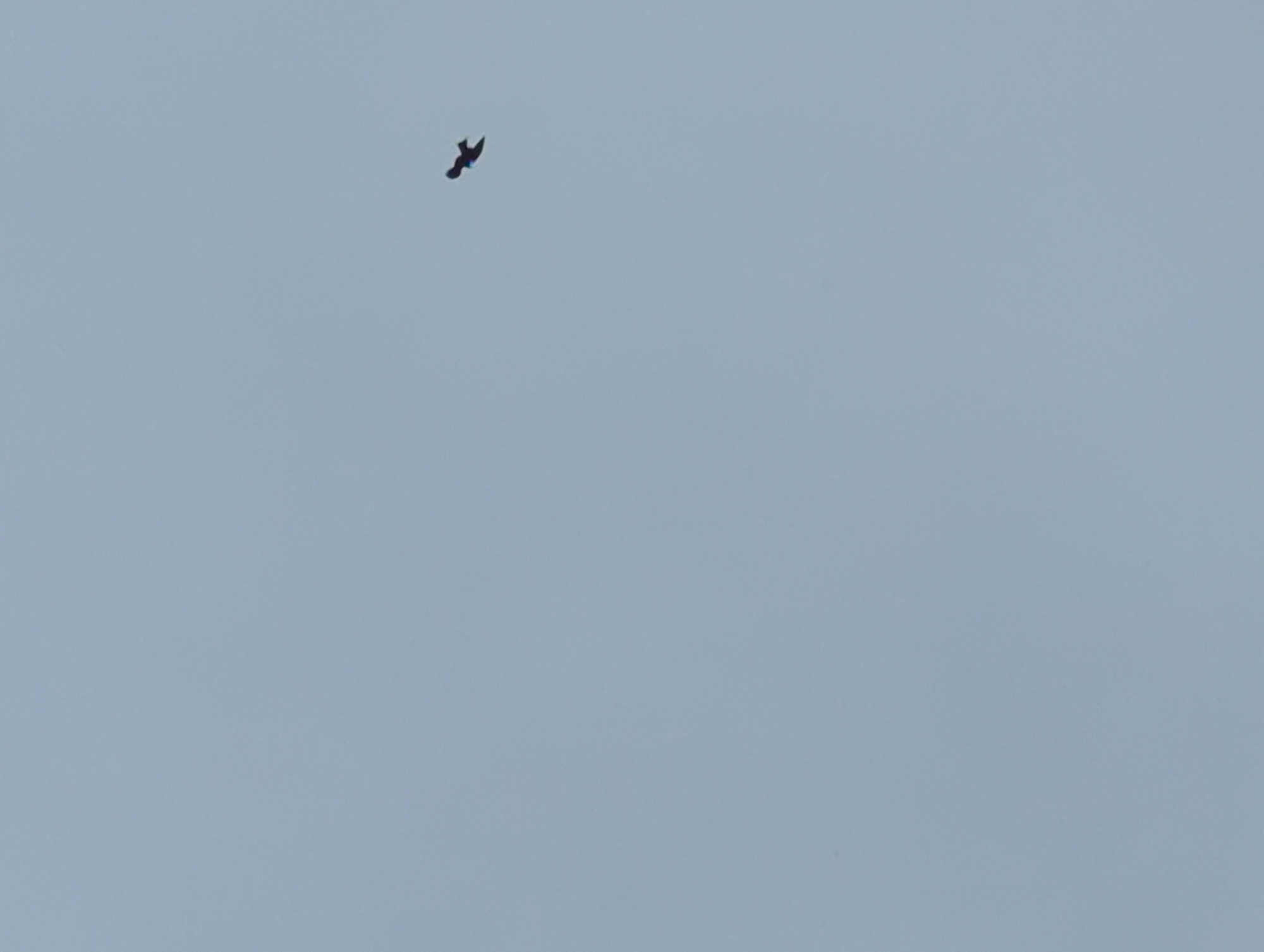 A bird is in flight against a gray sky. It is difficult to identify its species.
