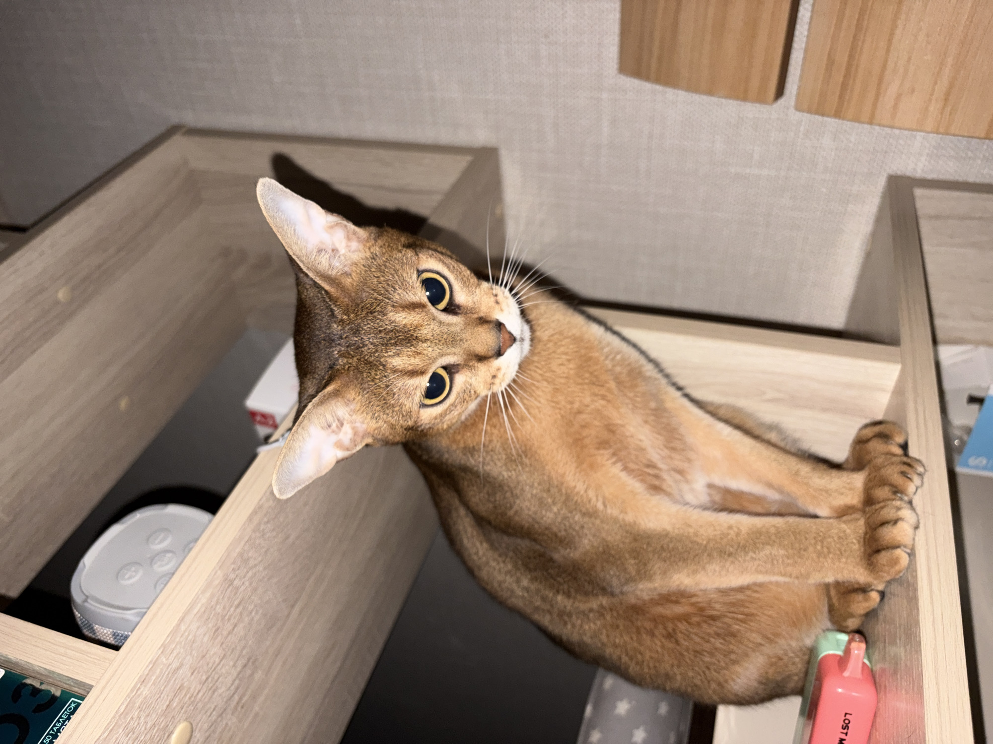 An Abyssinian cat sits on a wooden shelf, looking down at the camera. The cat has short, reddish-brown fur and yellow eyes. It is sitting with its front paws tucked underneath its body. To the left of the cat is a pink and green object that appears to be a highlighter. In the background, there are more wooden shelves with various items on them, including what looks like a white container and a book. The wall behind the shelves is a light beige color. The image appears to have been taken indoors. No specific location in Chaikovsky, Russia, can be determined from the image.