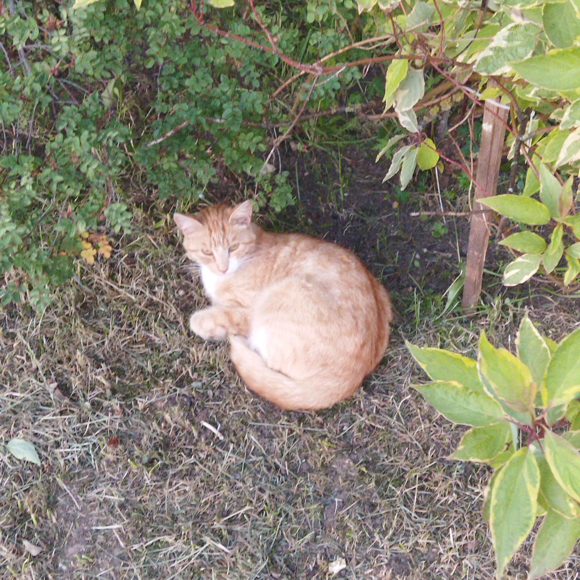 In Polatsk, Belarus, an orange tabby cat is curled up on dry grass. The cat is lying near some green bushes and a wooden stake. The cat's fur is mostly orange with some white on its chest and face. Its eyes are yellow and it is looking slightly to the left. The ground is covered in dry grass and some dirt. There are a few green leaves scattered on the ground. The bushes behind the cat are dense and green. The wooden stake is upright and appears to be part of a fence or support structure.