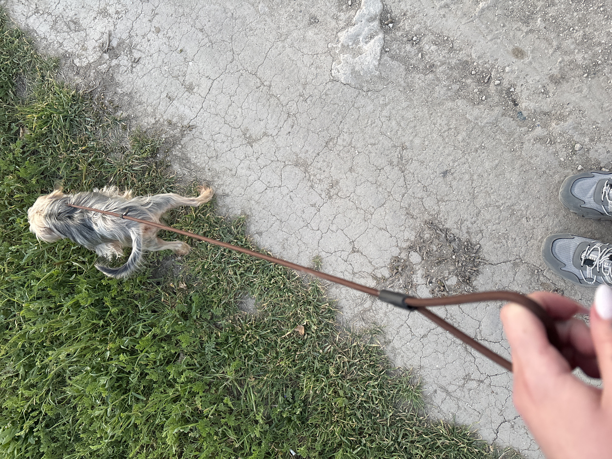 The image depicts an outdoor scene in daylight. A small, long-haired dog, possibly a Yorkshire terrier mix, is lying on a patch of green grass, restrained by a brown leash held by a person. The dog's fur is a mix of grey, black, and tan. The leash extends from the dog towards the right side of the image. The hand of a person, with white nail polish, is visible holding the leash. Part of a pair of grey athletic shoes are also visible in the bottom right. The ground is a combination of grass and cracked concrete or asphalt. The location, Chornomorskoe, Ukraine, is provided as context but not visually verifiable within the image itself.