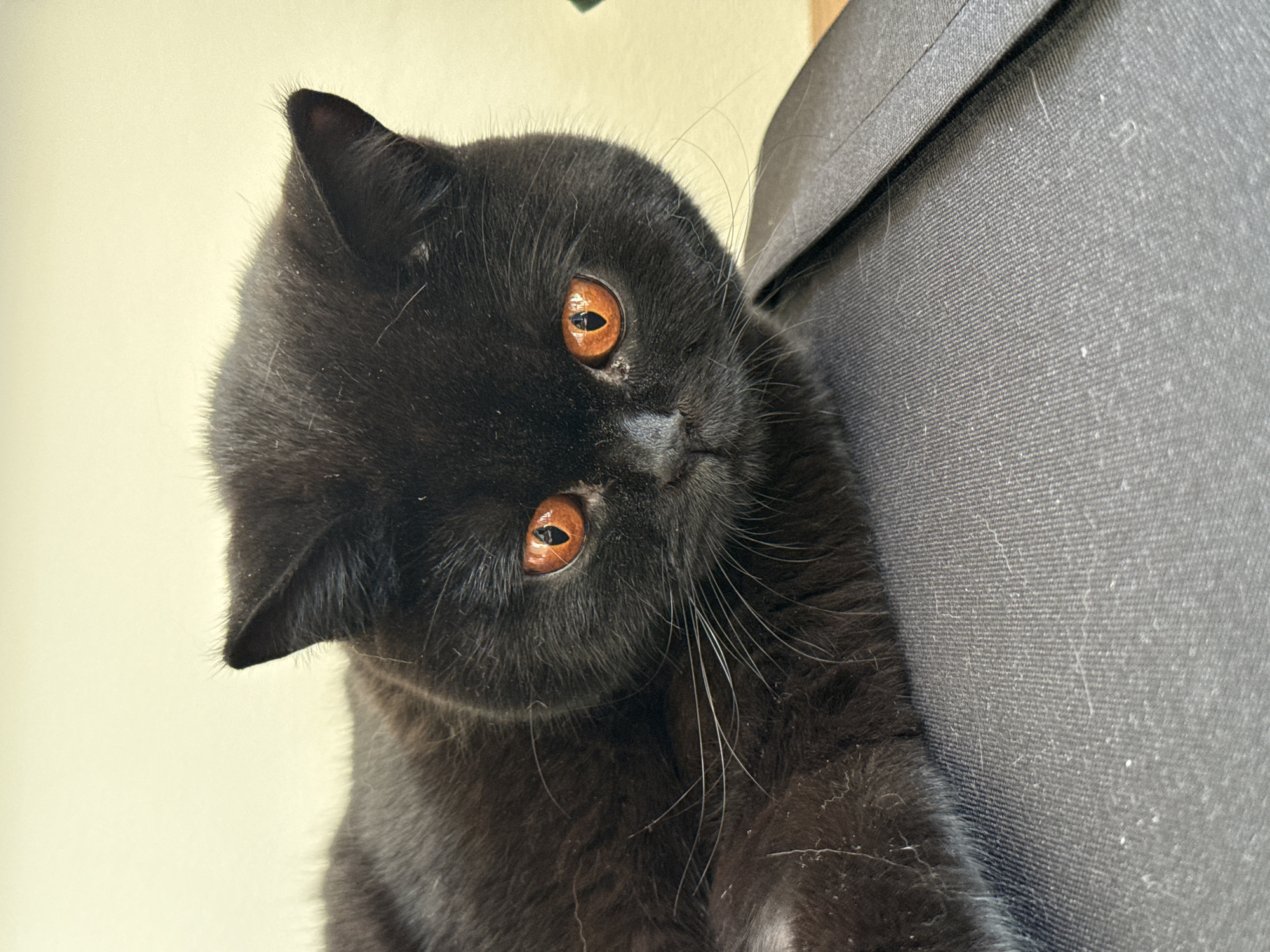 A close-up, slightly angled shot features a black cat with copper-colored eyes. The cat is positioned near a dark grey, textured surface which appears to be some kind of soft fabric. The background is an off-white color. The cat's head is tilted, with its face and eyes directed toward the camera. The scene is indoors and the lighting is ambient, without any harsh shadows. No people are visible. Location details about the city of London, United Kingdom, are not apparent in the image.