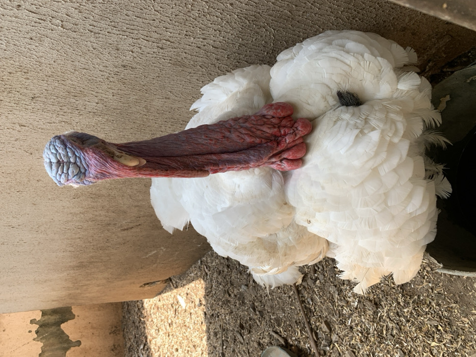 A domestic turkey with predominantly white plumage is depicted sitting on a ground composed of loose dirt and scattered organic debris, positioned against a rough-textured, light brown concrete or earthen wall. The turkey's neck and head are visibly prominent, featuring bare skin with a deep red wattle extending down the neck, and blue-grey, wrinkled caruncles on its crown. Its head is oriented slightly to the viewer's left. Shadows are cast on the ground from an unseen structure or object to the left, indicating direct overhead sunlight. A dark container, possibly a water bowl, is partially visible beneath the turkey's lower right side. The scene is located in Kurudu, Nigeria.