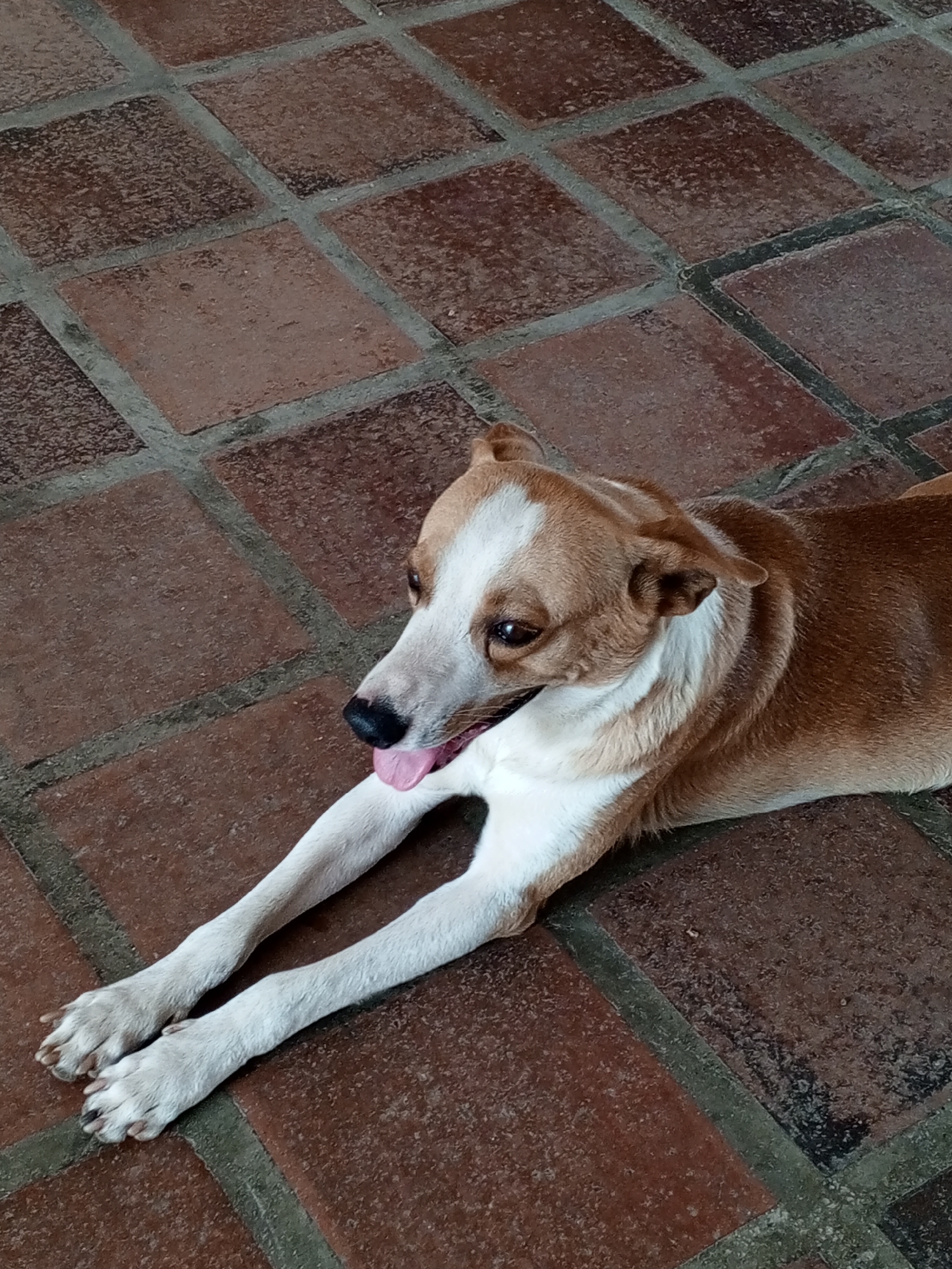 A medium-sized dog with tan and white fur is lying on a floor made of square, reddish-brown tiles with grey grout. The dog is lying with its front legs stretched out in front of it and its head turned slightly to the left, with its tongue sticking out. The location is unknown and there are no people present in the scene.