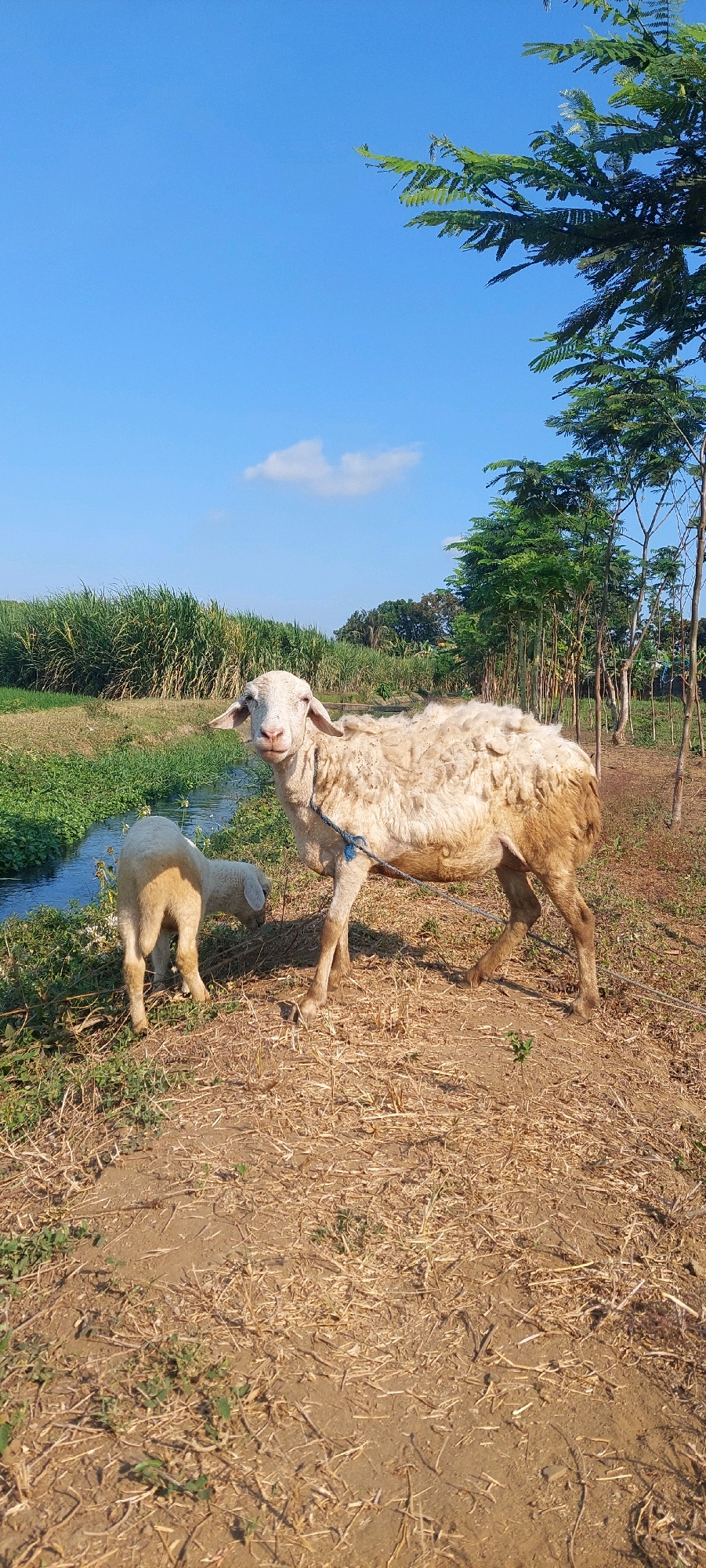 The image depicts an outdoor scene in Rogotrunan, Indonesia, featuring two sheep in a rural setting. A larger sheep stands prominently in the foreground, facing the camera with its head turned slightly to the left. It has a white, somewhat dirty wool coat and is wearing a blue rope around its neck. To its left and slightly behind, a smaller sheep, likely a lamb, is facing away from the camera, appearing to graze or drink from a narrow body of water.
The environment is characterized by dry, dusty ground covered with straw and sparse green vegetation. A small stream or ditch runs horizontally across the mid-left portion of the image, bordered by lush green foliage, possibly reeds or tall grass. In the background, a line of trees with dense green leaves forms a natural barrier, with more trees and a bright blue sky overhead. A single, wispy cloud is visible in the sky. The overall impression is one of a sunny day in a tranquil, agricultural or semi-rural landscape.