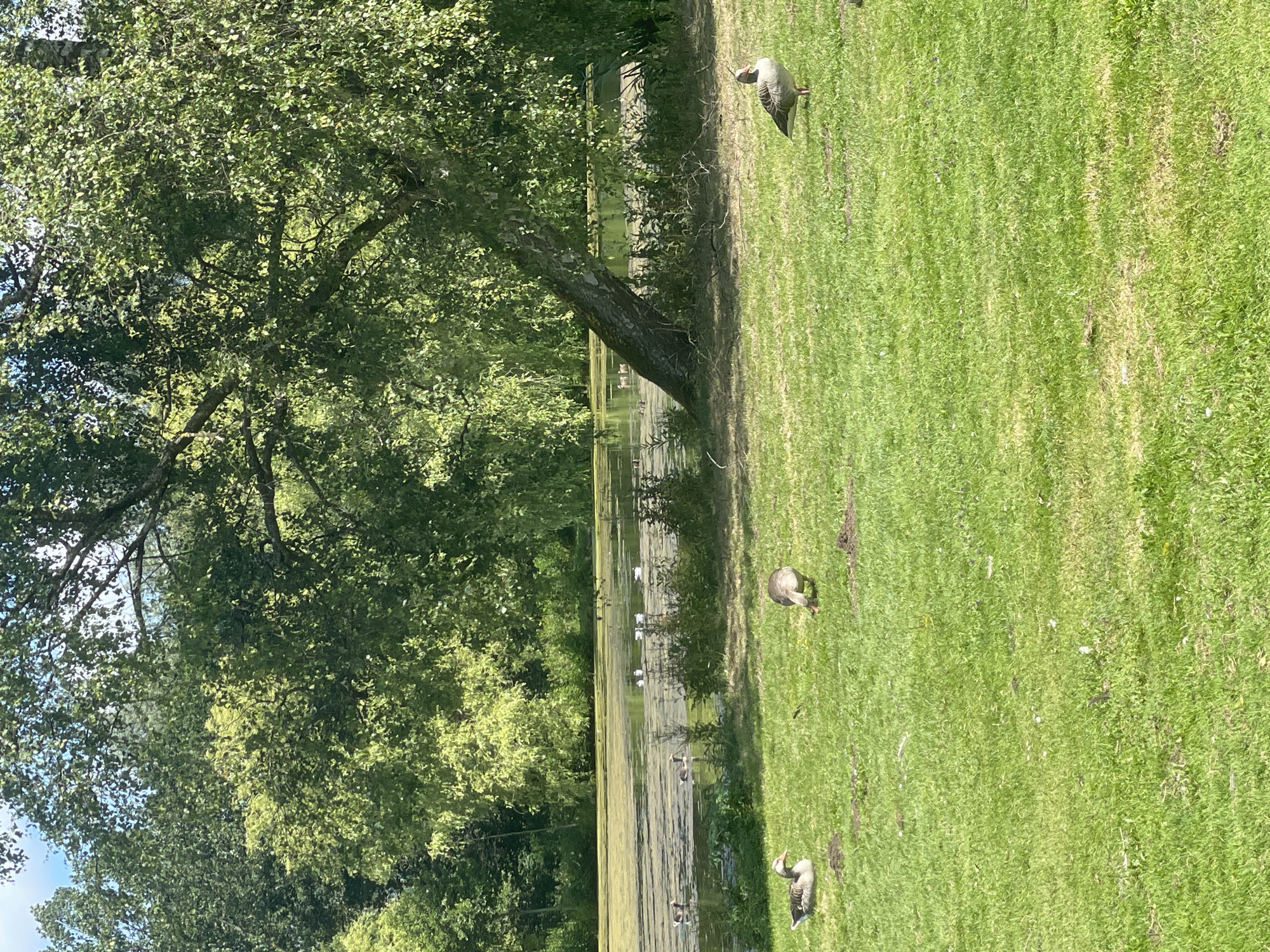 The image depicts a natural scene with a body of water in the background, likely a pond or lake, covered in a layer of green algae or duckweed. Lush green trees and foliage surround the water, with a large tree with a thick trunk and branches extending over the grassy foreground. The ground is covered in green grass, with several geese present. One goose is situated in the left foreground, facing left and resting. Another goose is in the middle ground, facing away from the camera and appearing to peck at the ground. A third goose stands in the right foreground, facing the camera and looking to its right. In the water, numerous other birds, likely more geese and possibly ducks, are visible, some swimming and others gathered together. The scene appears to be a park or natural area, potentially located in Horsens, Denmark, given the natural setting and presence of geese, which are common in such environments. The lighting suggests it is daytime, with sunlight filtering through the trees. There are no humans visible in the image.