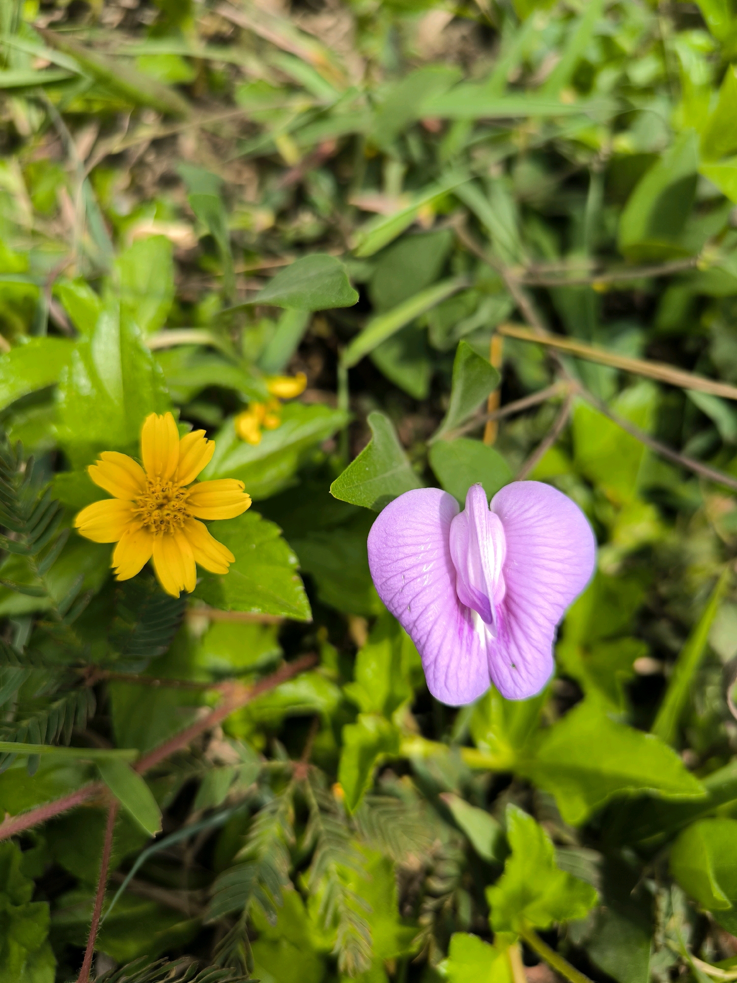A close-up, high-angle shot showcases two distinct flowers nestled amongst lush green foliage in what appears to be an outdoor natural setting. On the left, a vibrant yellow, daisy-like flower with eight petals is in sharp focus, its center a dense cluster of smaller florets. To the right, a single, delicate purple flower with a unique, butterfly-like shape dominates the frame, its petals softly folded. The background is a soft blur of green leaves and blades of grass, with hints of brown earth peeking through. The overall impression is one of natural beauty and serenity. The provided context of Karanganyar, Indonesia, suggests this scene is likely found in a garden, park, or roadside in the region.