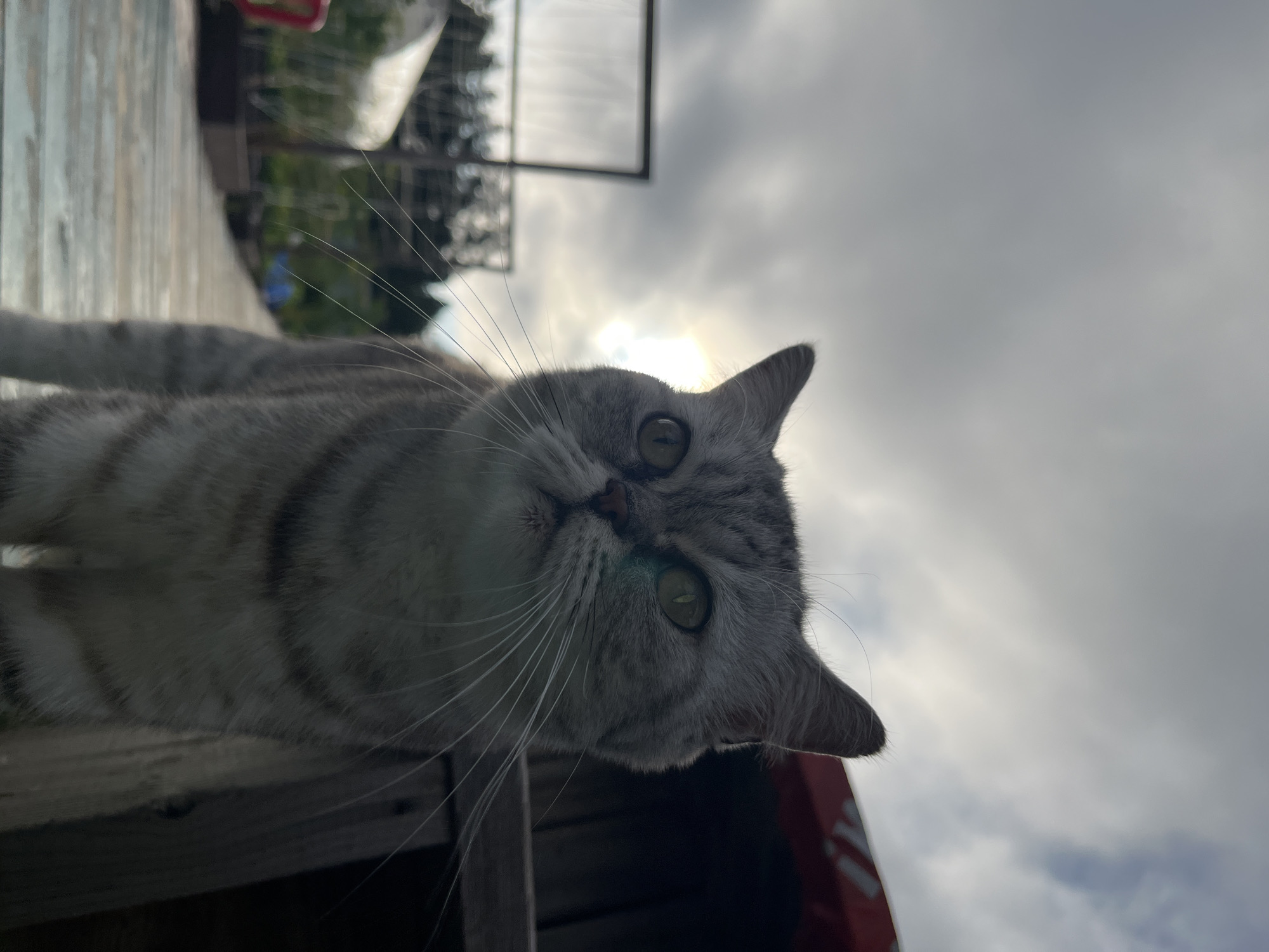 This is a close-up, low-angle, eye-level shot of a silver tabby cat standing on a wooden deck. The cat is facing the camera with its head slightly tilted upwards. Its eyes are a vivid green, and its fur has distinct dark tabby markings. The background is blurred and consists of a cloudy sky with the sun peeking through, creating a lens flare. To the left of the cat, there are out-of-focus elements that appear to be part of a garden or greenhouse structure. To the right, there is a dark, shadowy structure, possibly made of wood. The overall lighting suggests it is either early morning or late afternoon. There is no indication of the specific location within Chaikovsky, Russia, beyond the outdoor, possibly residential or agricultural setting.