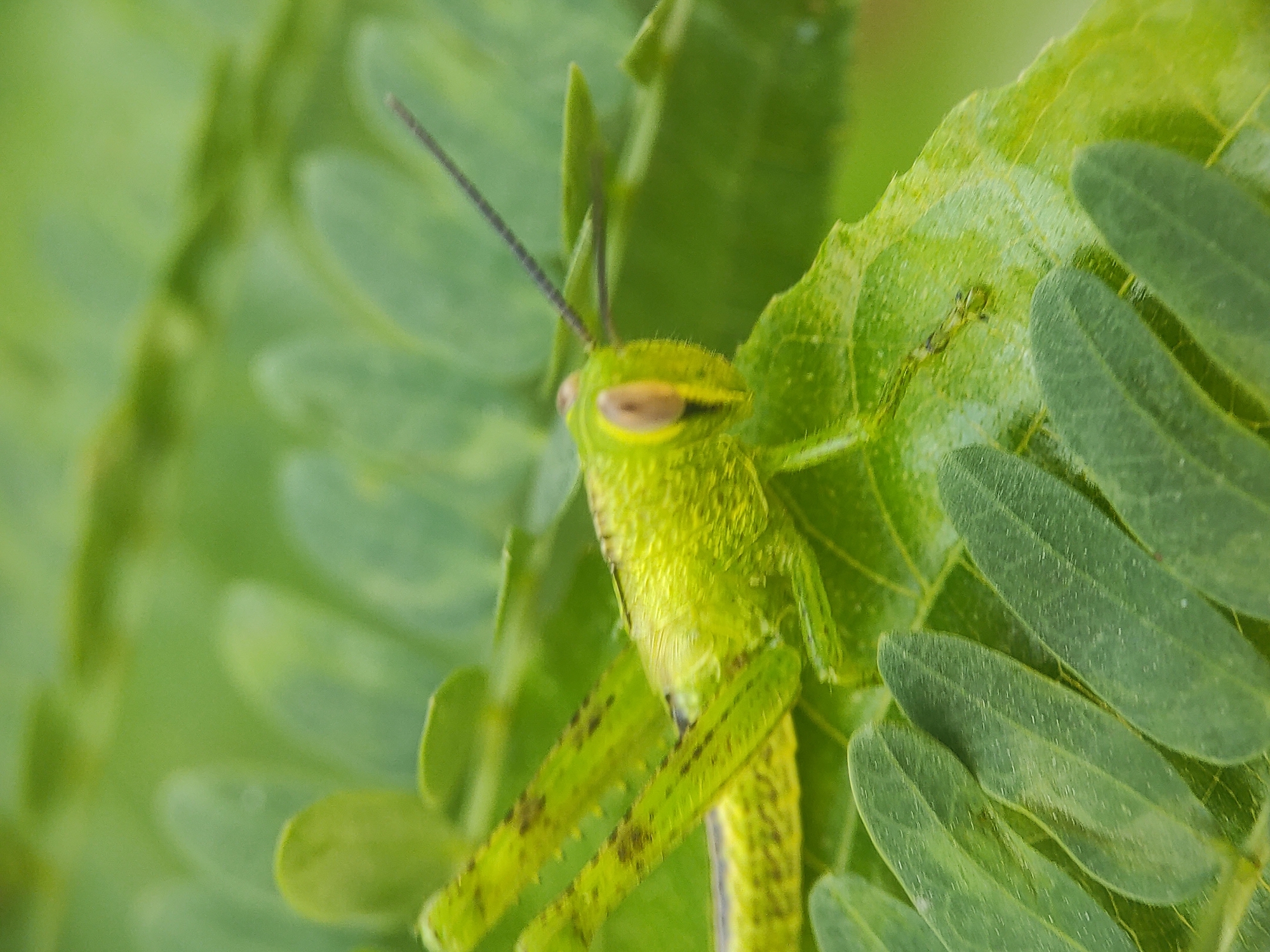 A close-up photograph shows a green grasshopper partially concealed amidst green leaves. The grasshopper's head is in focus, revealing antennae, eyes, and body texture. The leaves are compound, with small, elongated leaflets. The background is a blur of more green foliage. The location is specified as Lhokseumawe, Indonesia, but there is no specific information in the image to confirm the location.