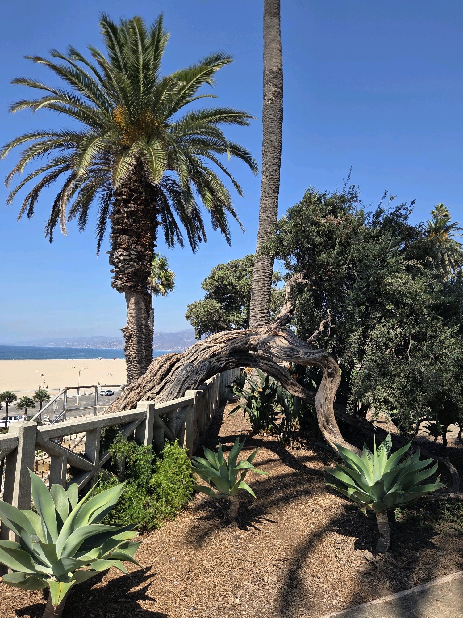 This image depicts a scenic view of the beach and ocean in Santa Monica, California, United States of America. In the foreground, a distinctive, gnarled tree trunk forms an arch over a pathway lined with agave plants and lush greenery. A wooden fence with a decorative crosshatch design separates the elevated viewpoint from the beach below. Beyond the fence, a paved path and a few parked cars are visible, leading to a wide, sandy beach. The Pacific Ocean stretches to the horizon, with a hazy coastline in the distance under a clear blue sky. Two tall palm trees, one on the left with a full crown of fronds and another thinner one to its right, are prominent features in the scene. The overall impression is one of a sunny, coastal landscape.