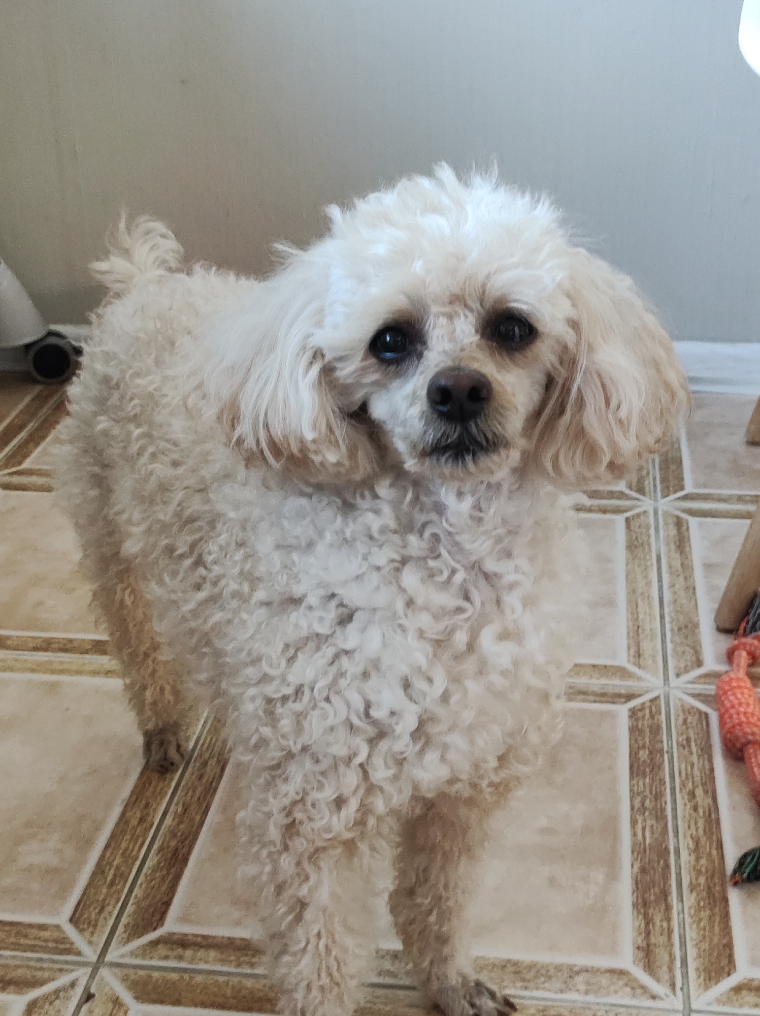A light-colored poodle stands on a tiled floor. The tiles are predominantly tan with brown accents. Part of a dog toy is visible on the right side of the frame. The background is a plain, light-colored wall. No people are visible in the image. The location is not evident.