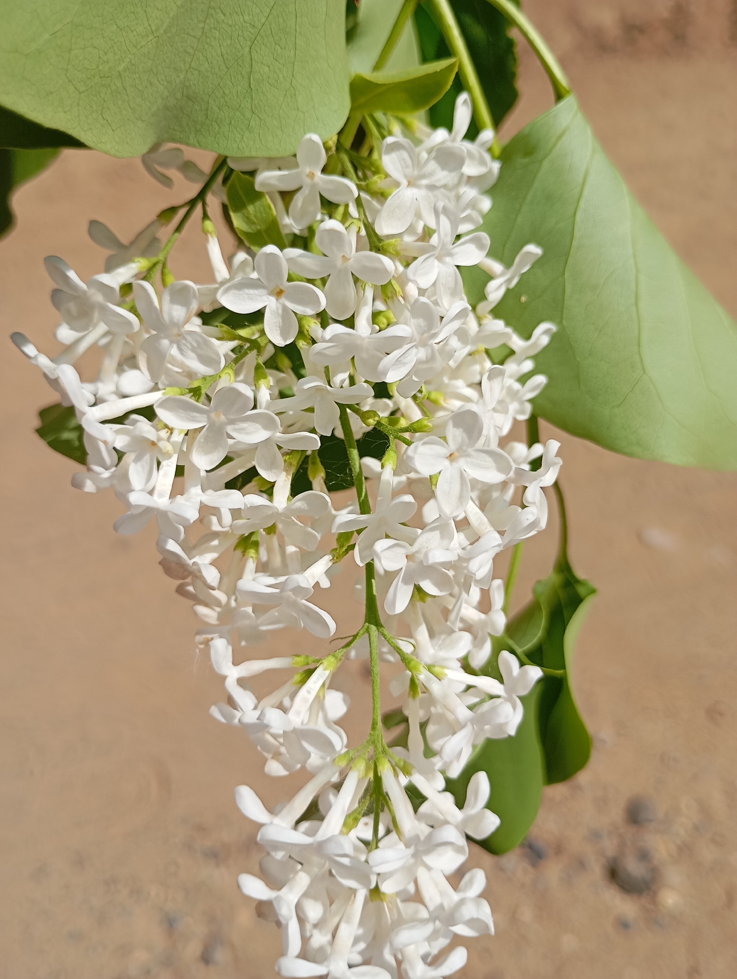 A close-up shot depicts a cluster of white flowers, potentially lilacs, in full bloom, with green leaves interspersed amongst the blossoms. The background is an out-of-focus, textured brown and tan surface, possibly indicating a natural outdoor setting. The exact location within the city of Unknown is indeterminate.