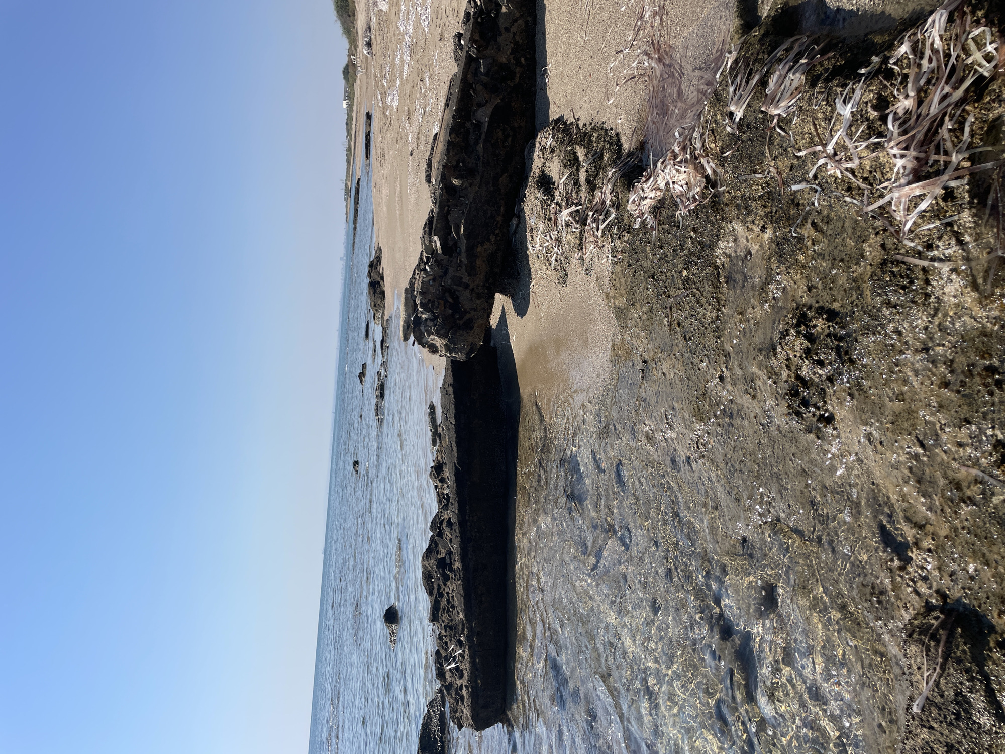The image depicts a rocky seashore under a clear blue sky. In the foreground, large dark rocks are partially submerged in shallow, clear water. The sand of the beach is visible beyond the rocks, with scattered seaweed and debris. In the background, the sea stretches to the horizon, with a faint outline of a distant city. The overall scene is one of a natural, unpopulated coastal environment.