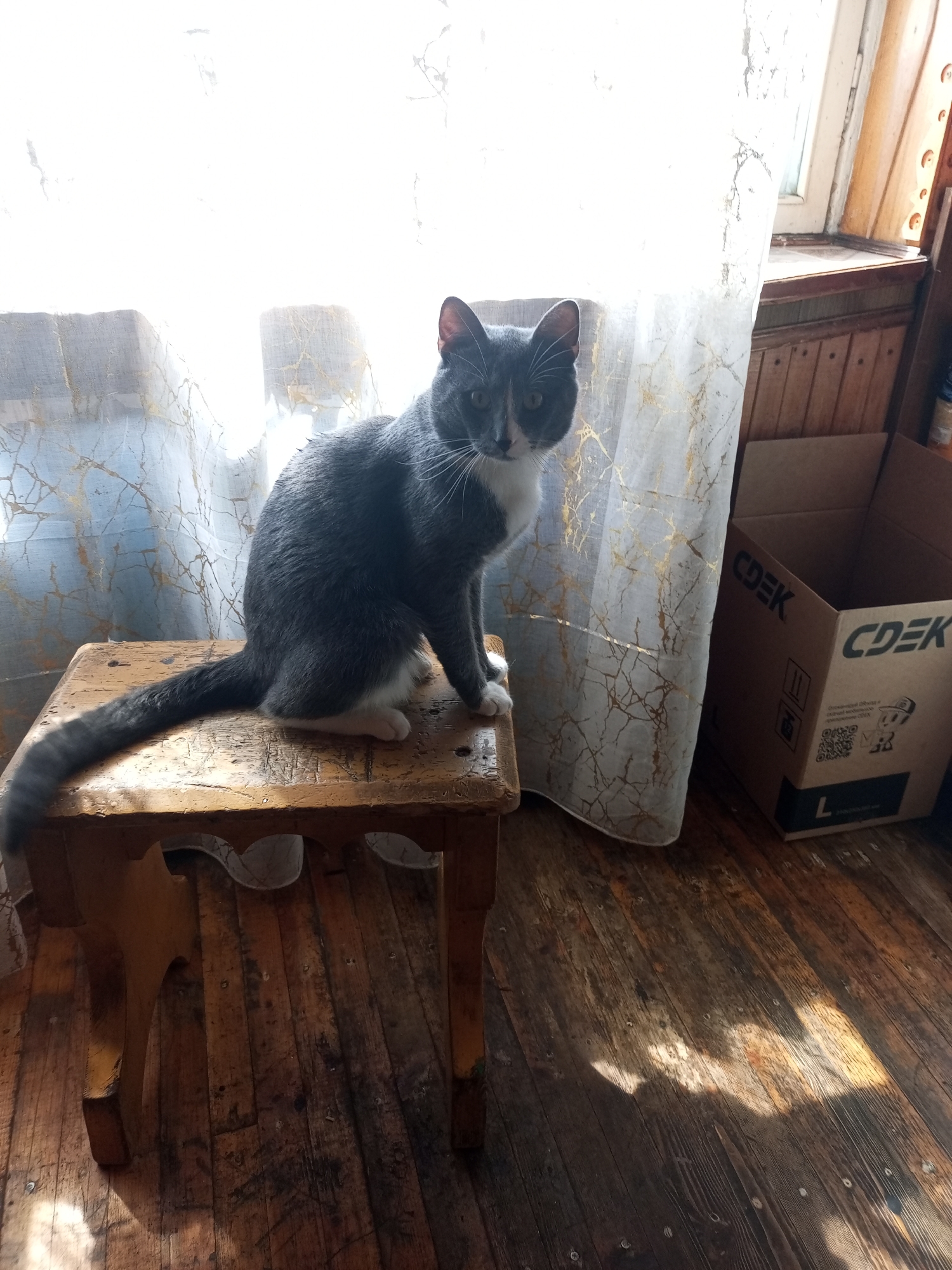 In a domestic setting, a medium-sized grey and white cat with green eyes is seated on a worn, wooden stool. The stool is positioned on a wooden floor, illuminated by natural light streaming through a window, casting shadows. Behind the cat, a sheer white curtain with a gold pattern is visible, along with a wooden window frame. To the right of the cat, a cardboard box with the CDEK logo is present. The scene appears to be indoors. There is no identifiable information to place this image in Vsevolozhsk, Russia.