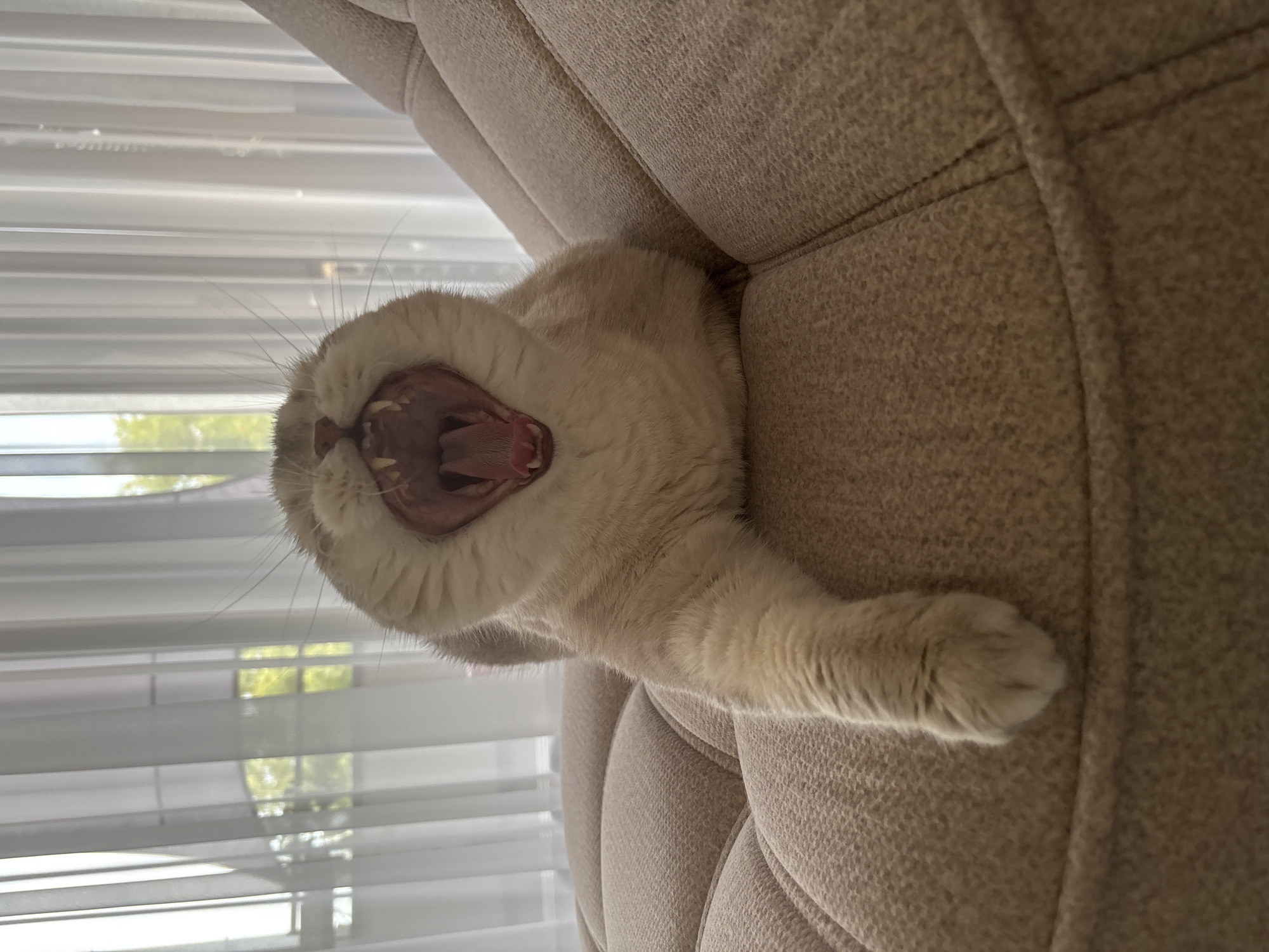 A light brown cat is captured mid-yawn, revealing its pink tongue and sharp teeth, while lying on a beige upholstered sofa. The cat's mouth is wide open, and its eyes are closed. The sofa has a tufted design with prominent seams. In the background, sheer white curtains are drawn, partially obscuring a window through which green foliage and sunlight are visible. The lighting suggests it is daytime. The scene is indoors, likely in a residential setting.