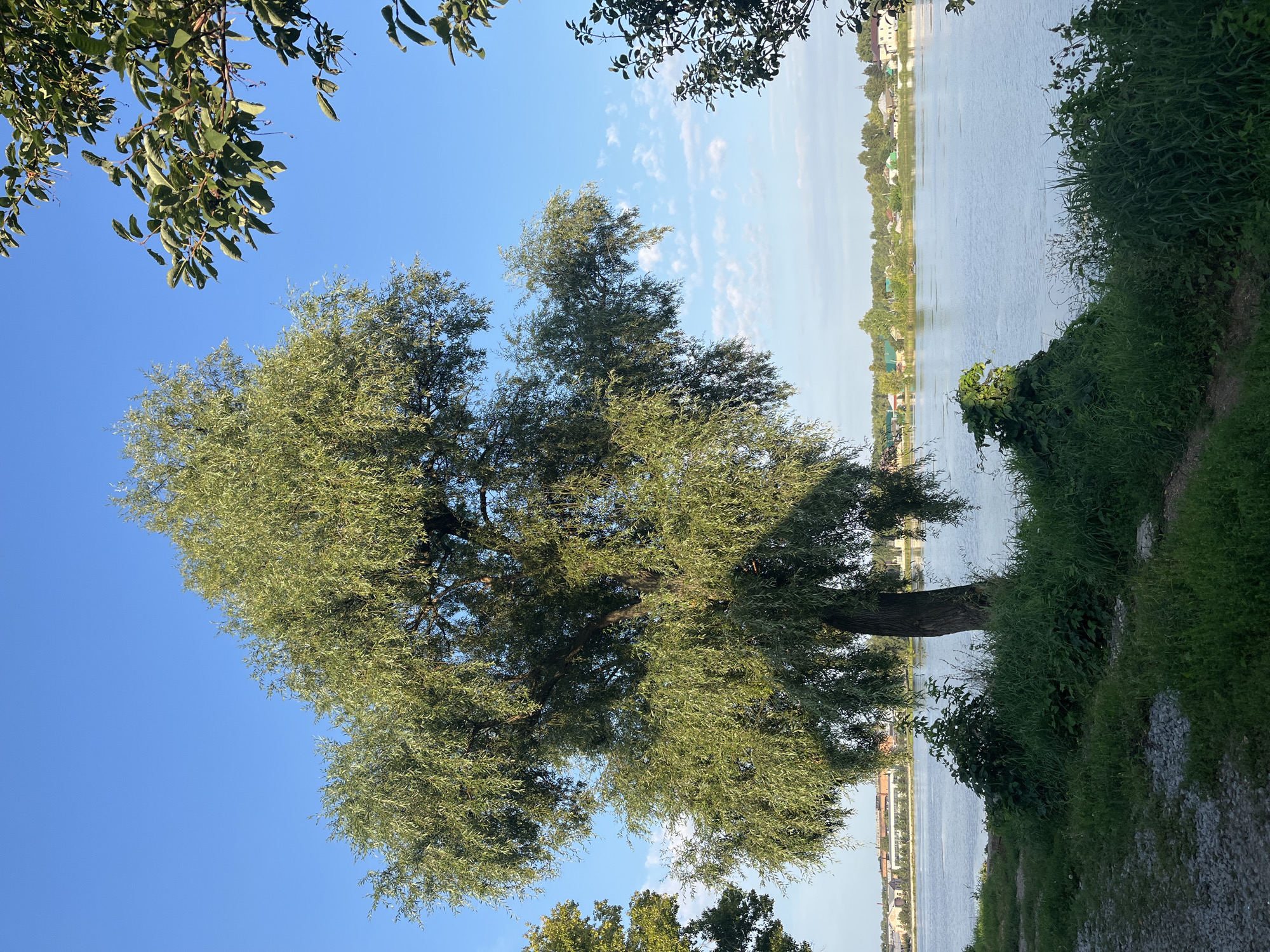 The image shows a large tree with green foliage situated on the bank of a calm body of water. The water reflects the clear blue sky, which is sparsely dotted with white clouds. On the opposite bank, a residential area with houses and buildings is visible, backed by a line of trees. The foreground features a gravel path and lush green grass, indicating a natural or park-like setting. The scene is tranquil and bathed in daylight, suggesting it was captured on a clear day. Based on the architecture of the buildings across the water, this location could be along the Amur River embankment in Blagoveshchensk, Russia, a city bordering China. There are no people or animals visible in the frame.