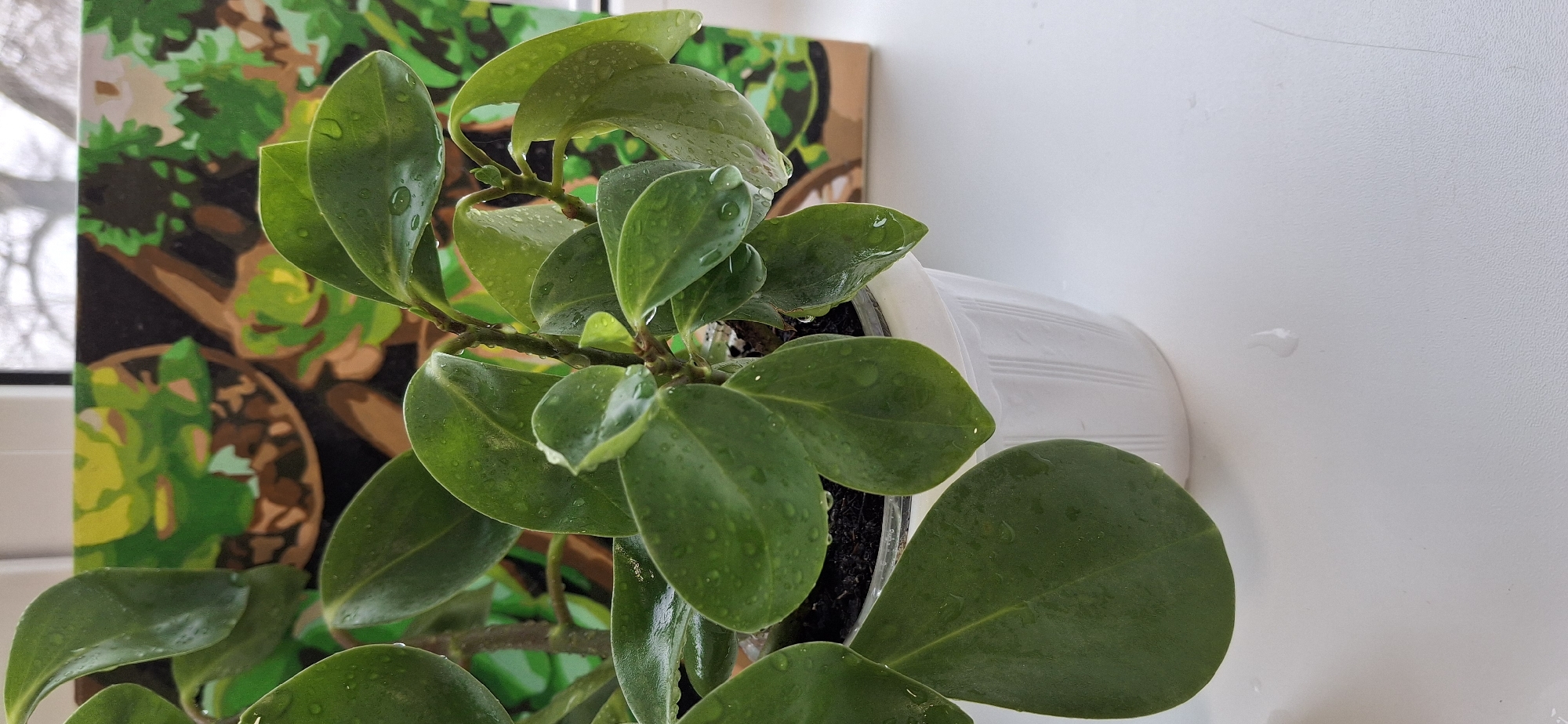 A medium-angle, close-up shot shows a green plant with rounded leaves, many covered in water droplets, positioned in a white plastic pot. The plant is sitting on a white surface next to a painting that depicts a variety of potted plants, with visible green and brown hues. The location is in Chaikovsky, Russia, as determined by its geographic reference. A window, revealing an overcast sky, is partially visible in the background.
