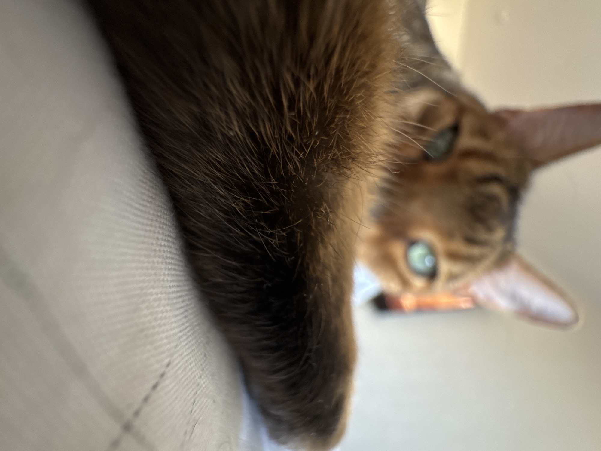 A close-up shot features a brown cat, likely a Bengal or Abyssinian, with green eyes, partially visible. The cat's paw rests on a light-colored textured surface. The background is out of focus. No location details are discernible.