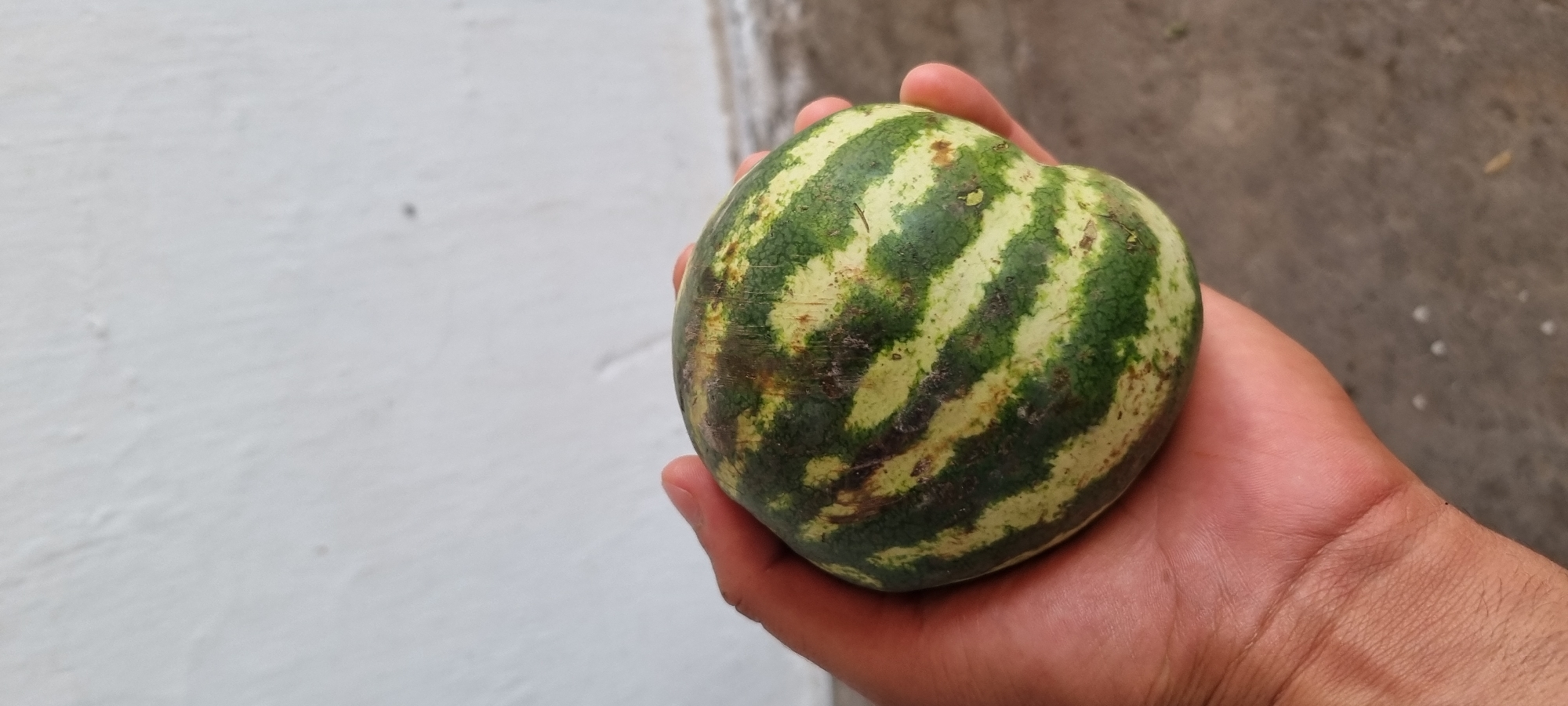 A close-up, eye-level shot shows a hand holding a small, oblong watermelon. The watermelon has green stripes alternating with lighter green stripes. The hand is holding the watermelon with its palm and fingers. The background consists of a white wall and a gray concrete surface. The scene is lit by natural light.