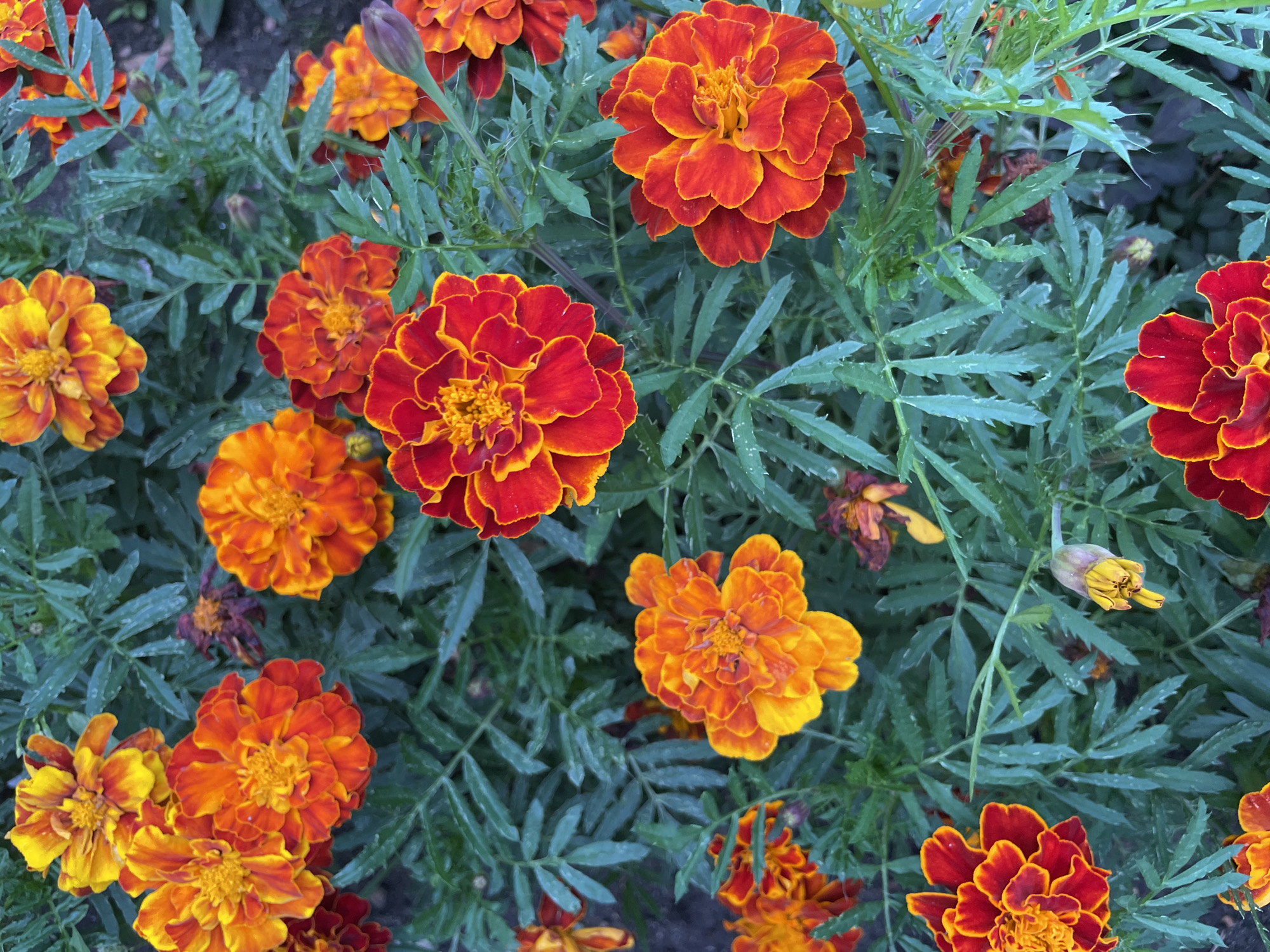 This is an overhead, eye-level, full-frame, close-up photograph of a dense bed of marigolds. The flowers display vibrant hues of orange and red, with yellow centers. The petals are frilled and layered, giving them a full, ruffled appearance. The foliage is a deep green, providing a lush backdrop for the flowers. There are also a few spent or wilting marigolds in shades of brown and yellow scattered amongst the healthy blooms. The background appears to be dark soil. The image has a slightly desaturated and muted quality, suggesting it may have been taken under overcast conditions or with a filter. The composition is tightly packed, with no empty spaces, highlighting the abundance of the flowers. The photograph was taken in Khimki, Russia, in a garden setting.
