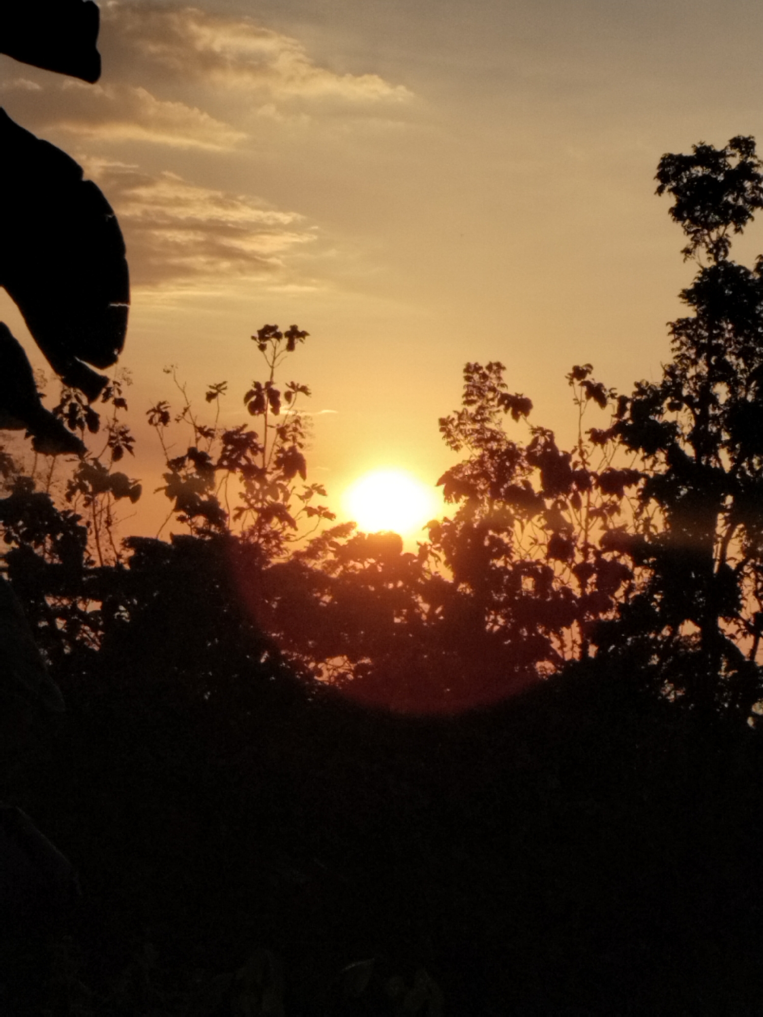 A silhouette of trees against a sunset sky is depicted. The sky is filled with hues of orange and yellow, with wisps of clouds. The sun is a bright orb peeking through the branches of the trees. In the foreground, the dark silhouettes of leaves and branches are visible, obscuring the lower part of the scene.