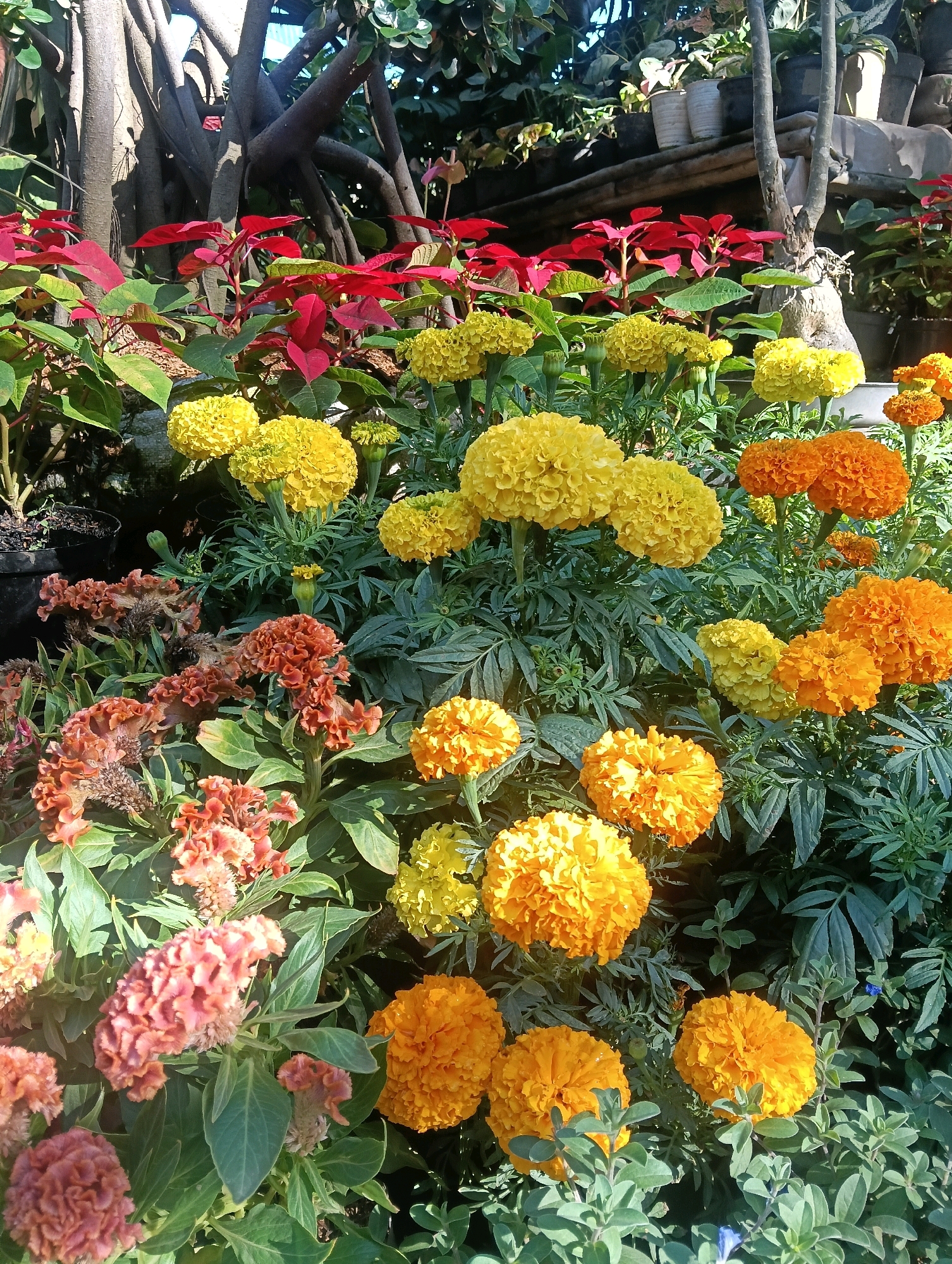 The image depicts a vibrant, close-up view of a flower garden, likely a residential or commercial display, in Bandung City, Indonesia. The foreground is dominated by a profusion of marigolds in various shades of yellow and orange, their dense, ruffled petals creating a lush texture. Interspersed among the marigolds are clusters of celosia flowers, displaying a unique, coral-pink hue and a feathery, crest-like form.
Behind the marigolds and celosias, several poinsettia plants are visible, their bright red bracts adding a contrasting splash of color. The background hints at a slightly more organized setting, with the gnarled, exposed roots of a large tree or shrub creating a naturalistic backdrop. Further back, the tops of potted plants can be seen, suggesting a nursery or a well-maintained garden area. The overall impression is one of a diverse and colorful floral arrangement, bathed in natural sunlight, evoking a sense of tropical abundance and horticultural beauty characteristic of Bandung City's climate.