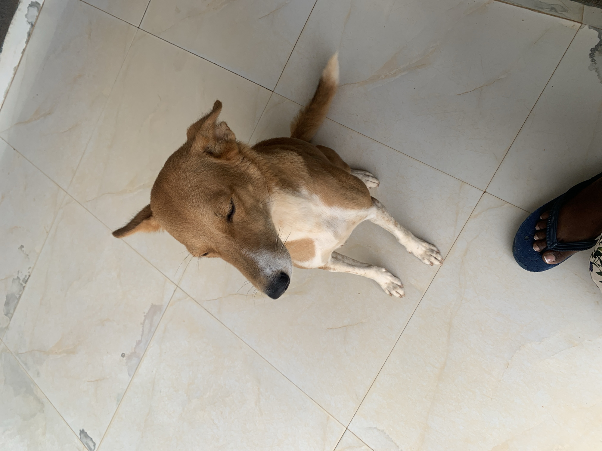 An adult medium-sized brown and white dog with pricked ears is sitting on a light-colored tiled floor. The dog is facing left with its eyes partially closed and its nose pointing towards the left side of the frame. Its front paws are resting on the floor, and its tail is extended to the right, with the tip being white. A human foot wearing a blue flip-flop is visible in the bottom right corner of the image, standing on the same tiled floor. The floor appears to be outdoors, possibly in a courtyard or patio, with some minor staining visible on the tiles. The background consists of the tiled floor extending away from the viewer. The scene is located in Kakau, Nigeria.